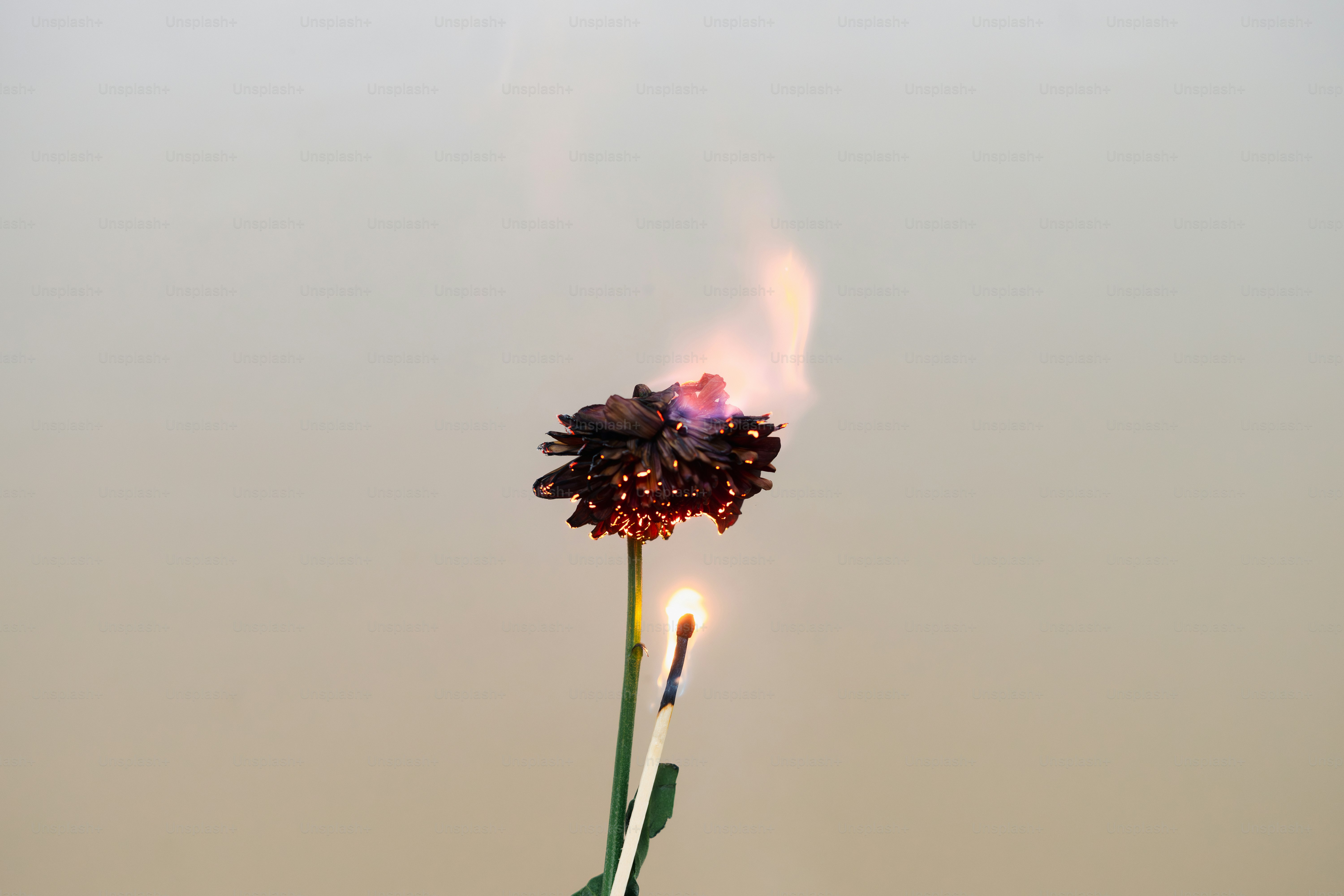 A flower burns as a match ignites it.