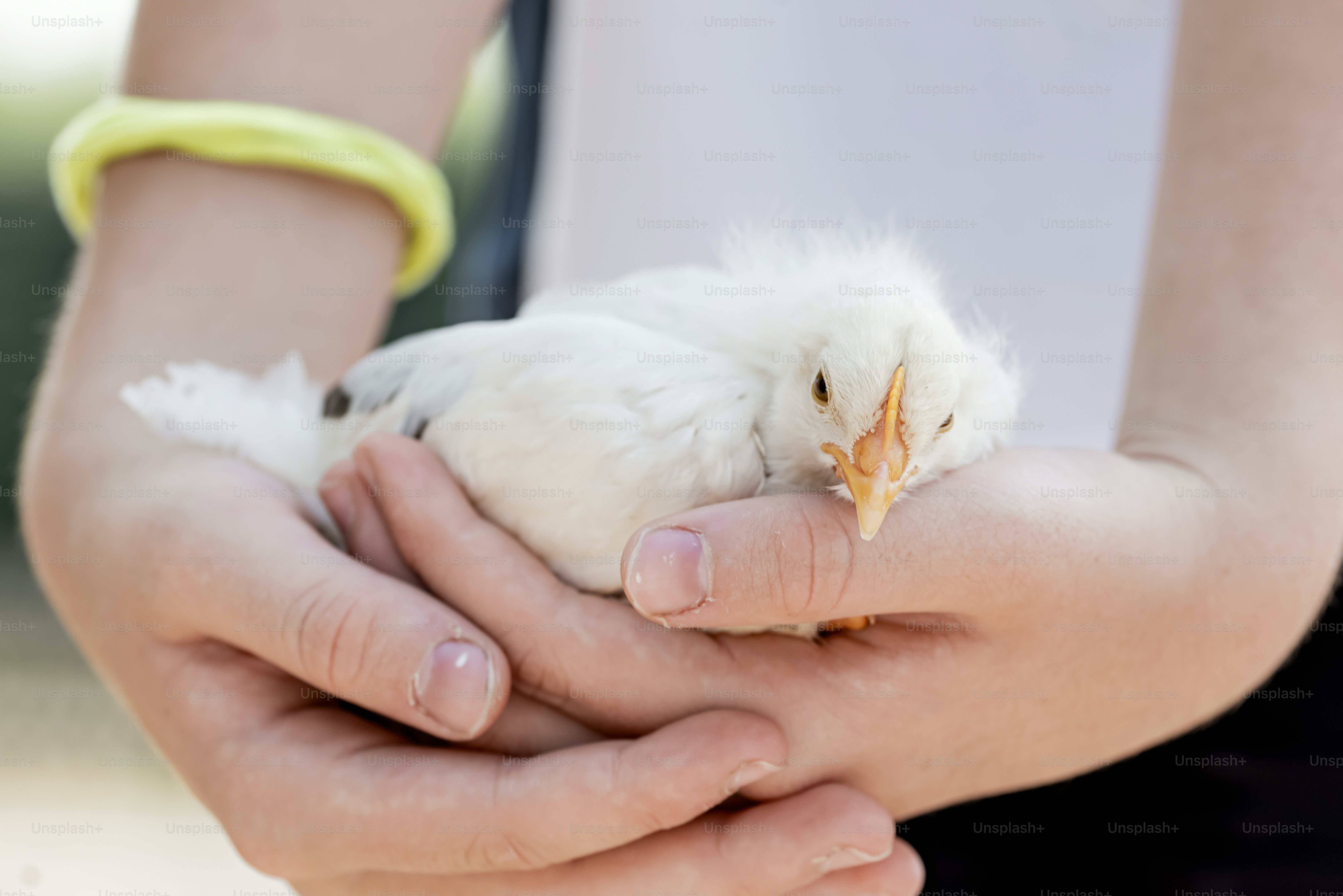 A little chick is held gently in two hands.