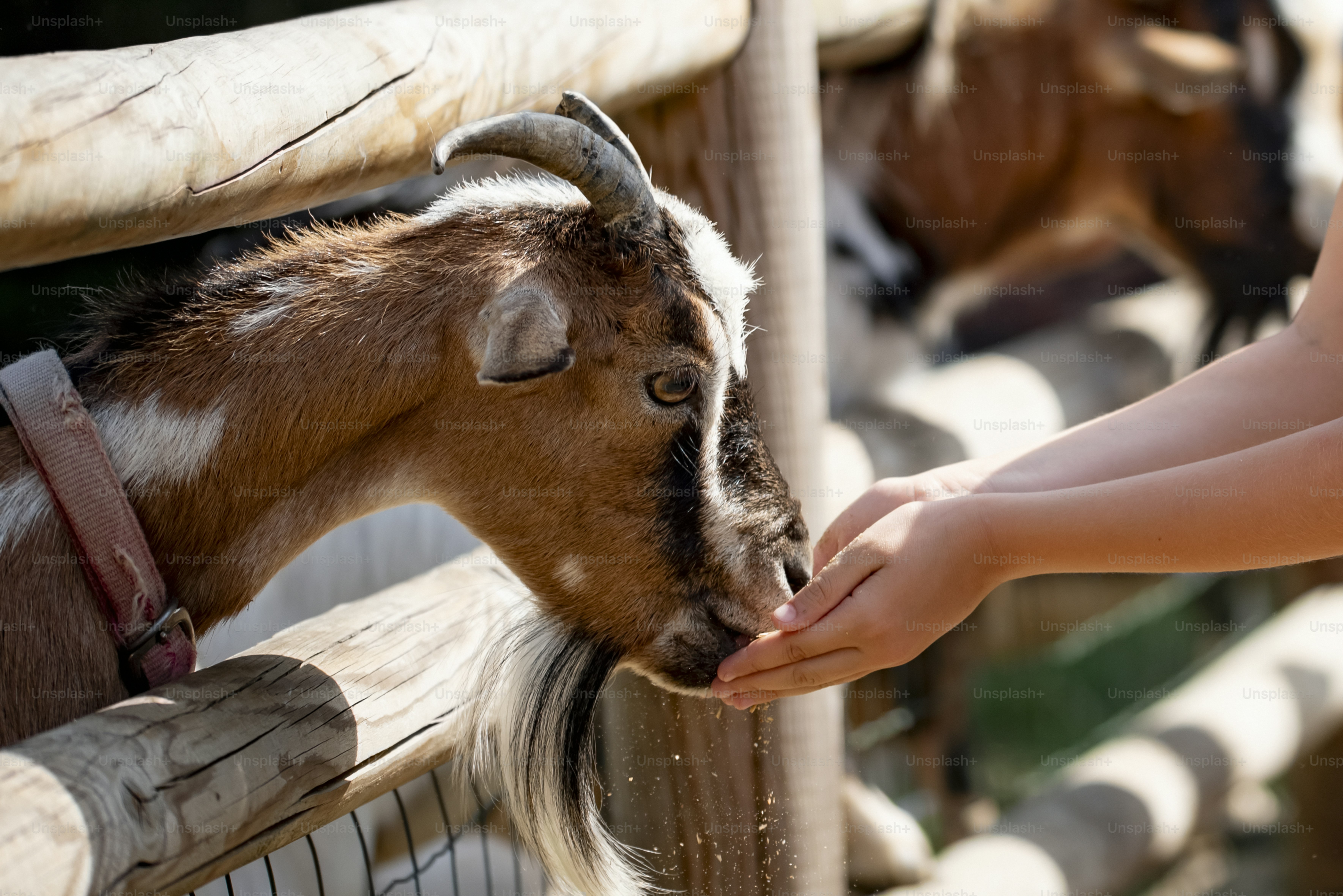 A goat eats food from a child's hands.
