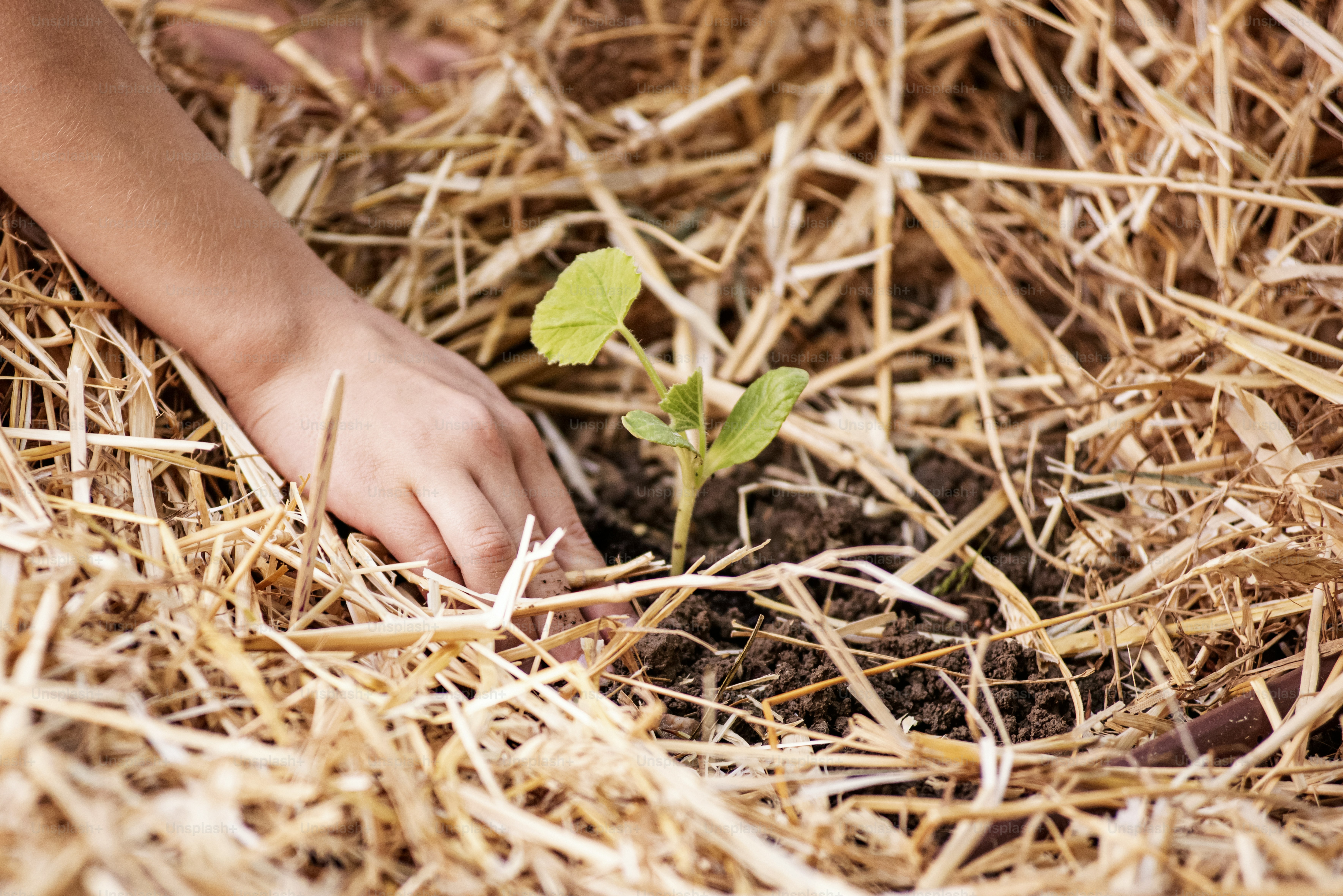 A hand tends to a small seedling.