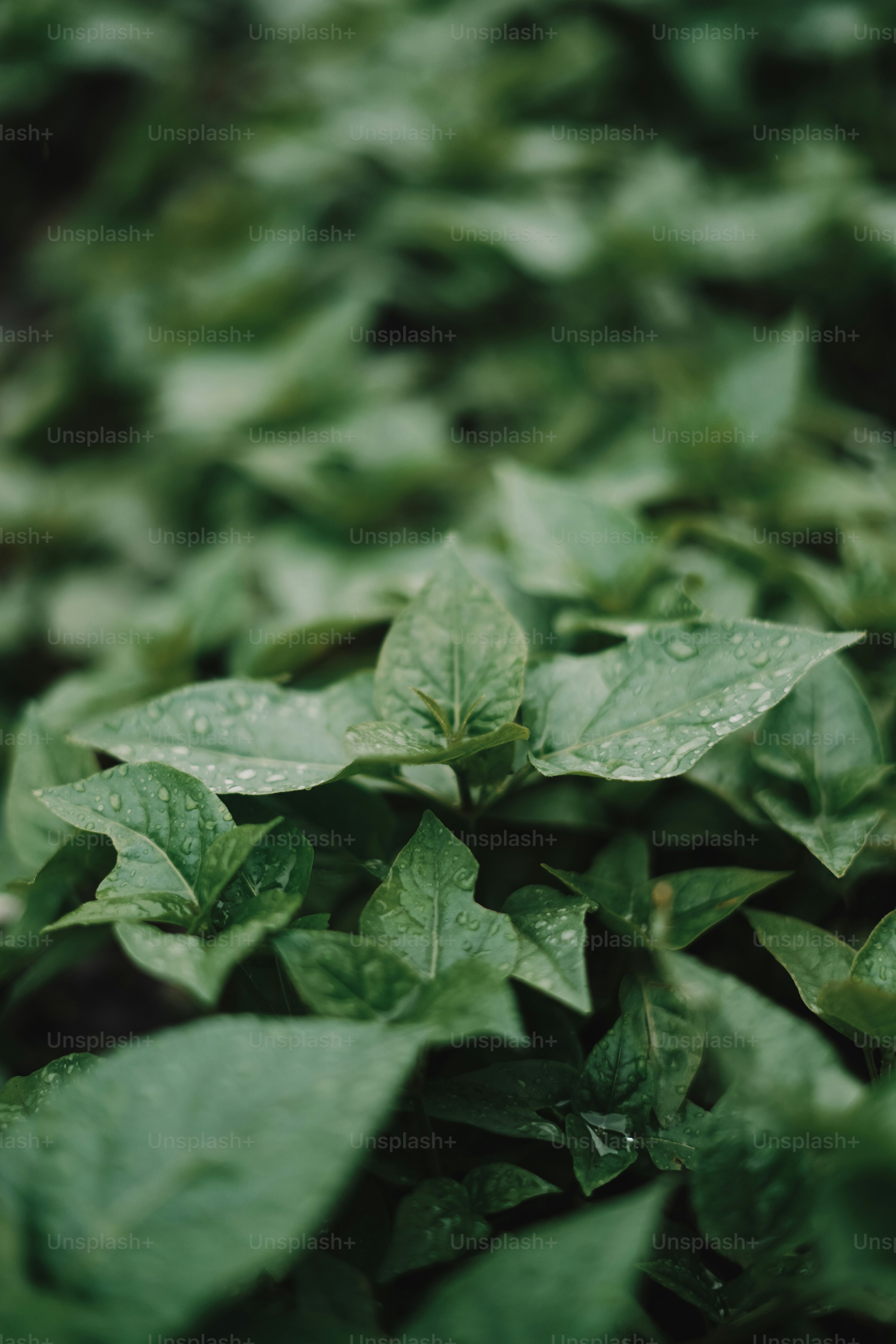 Green leaves in the garden after a rain.