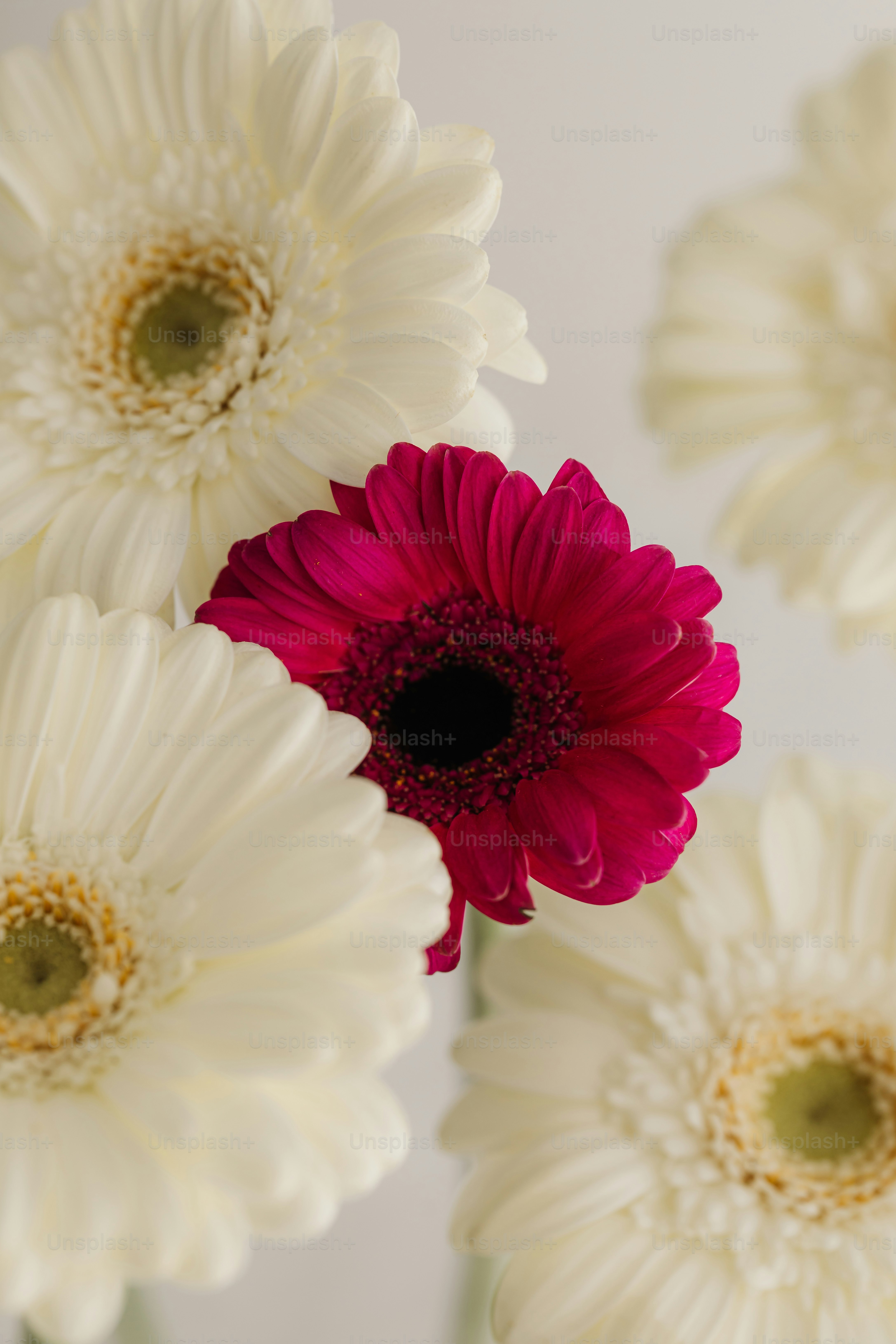 A vibrant pink gerbera daisy among white ones.