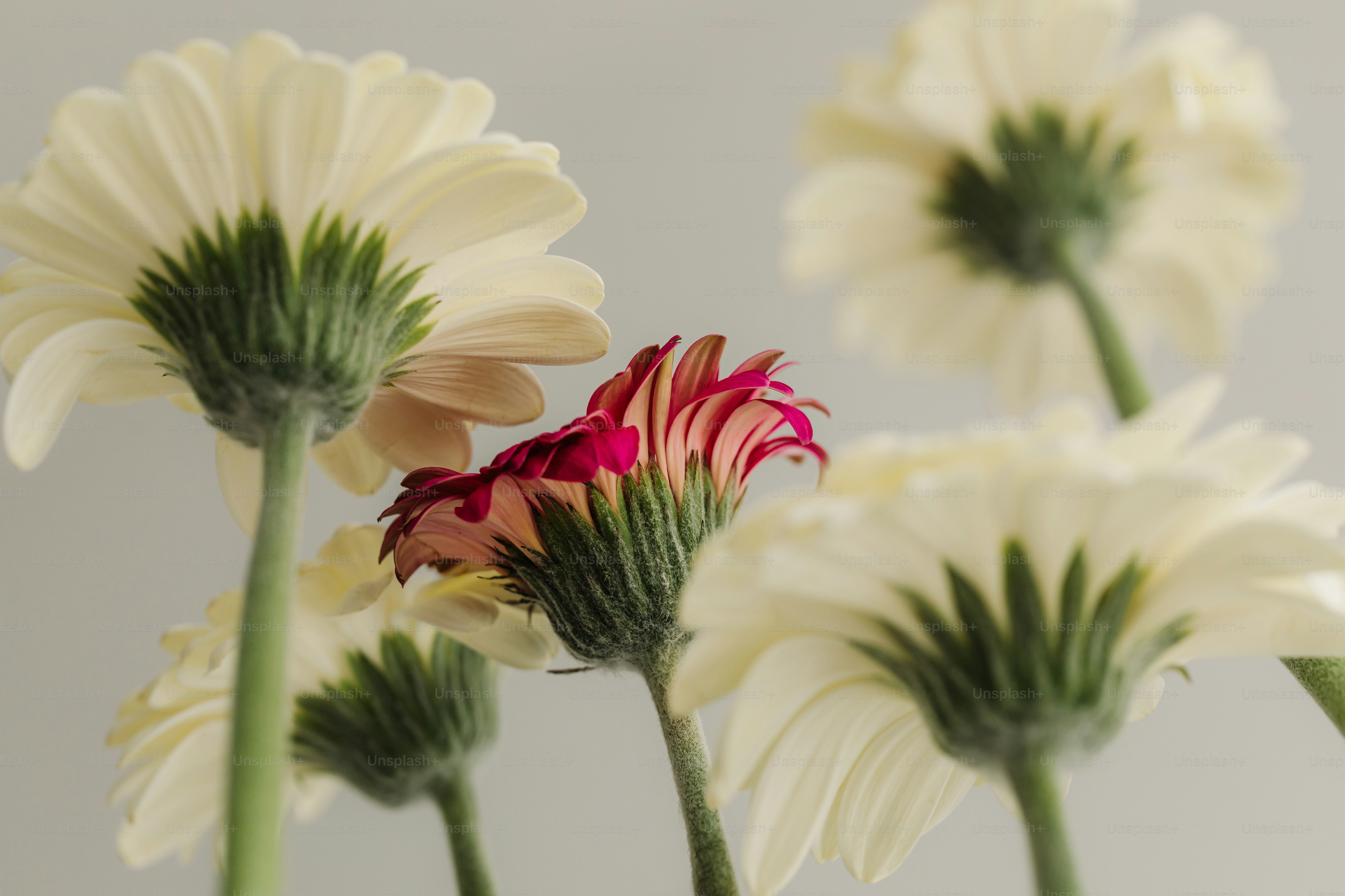 White flowers surround a single, pink gerbera.