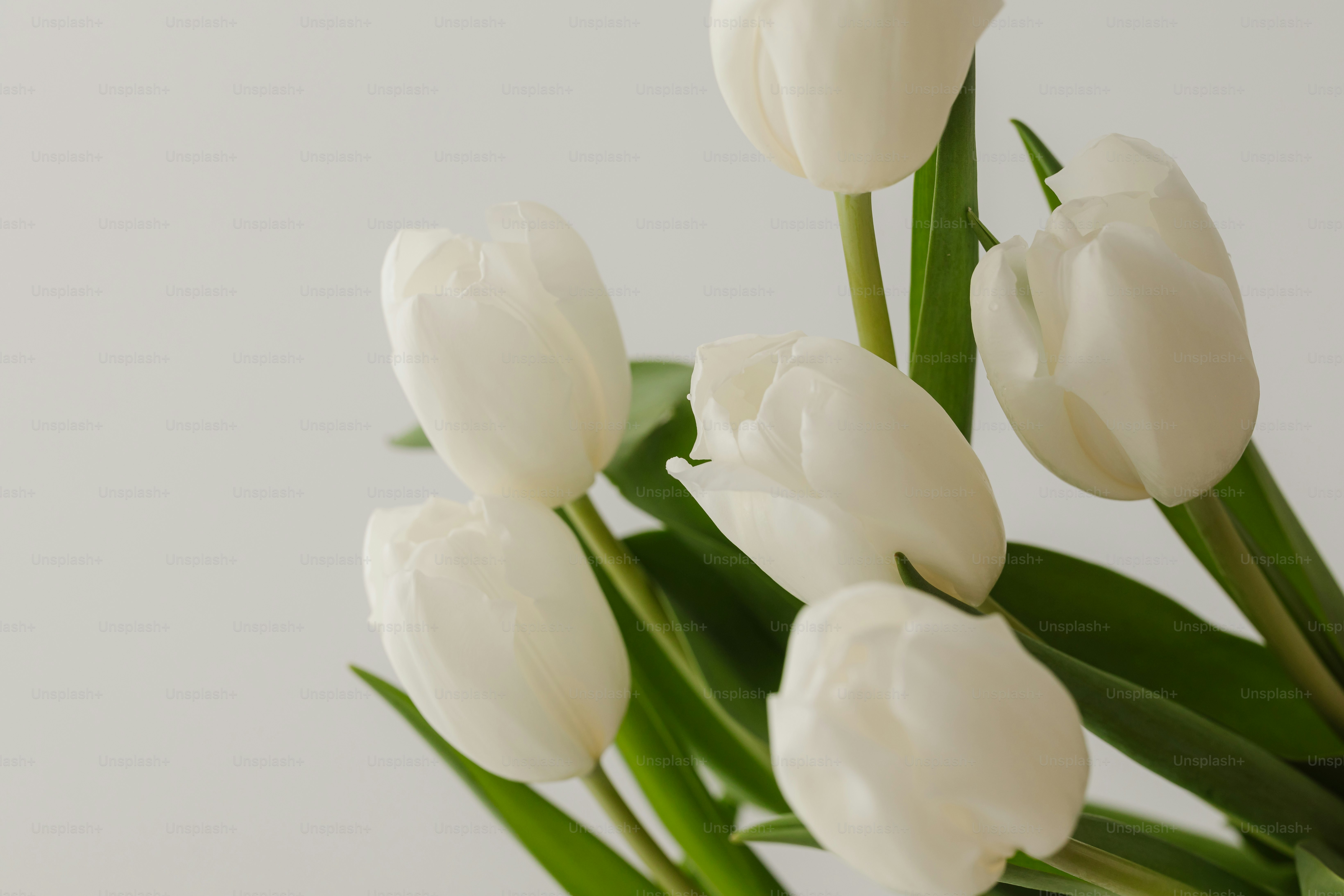 A bouquet of beautiful white tulips.