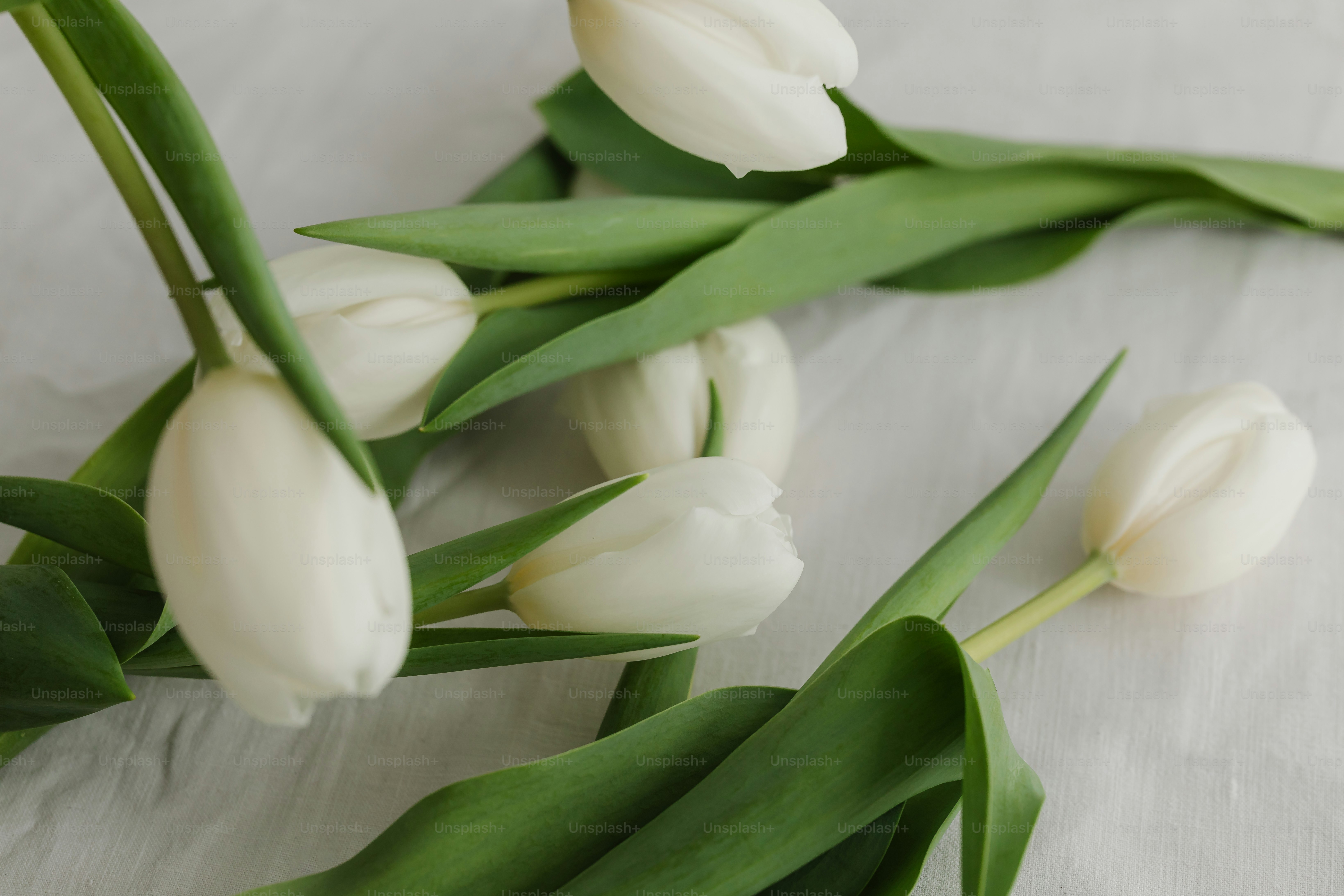 White tulips are displayed on a light background.