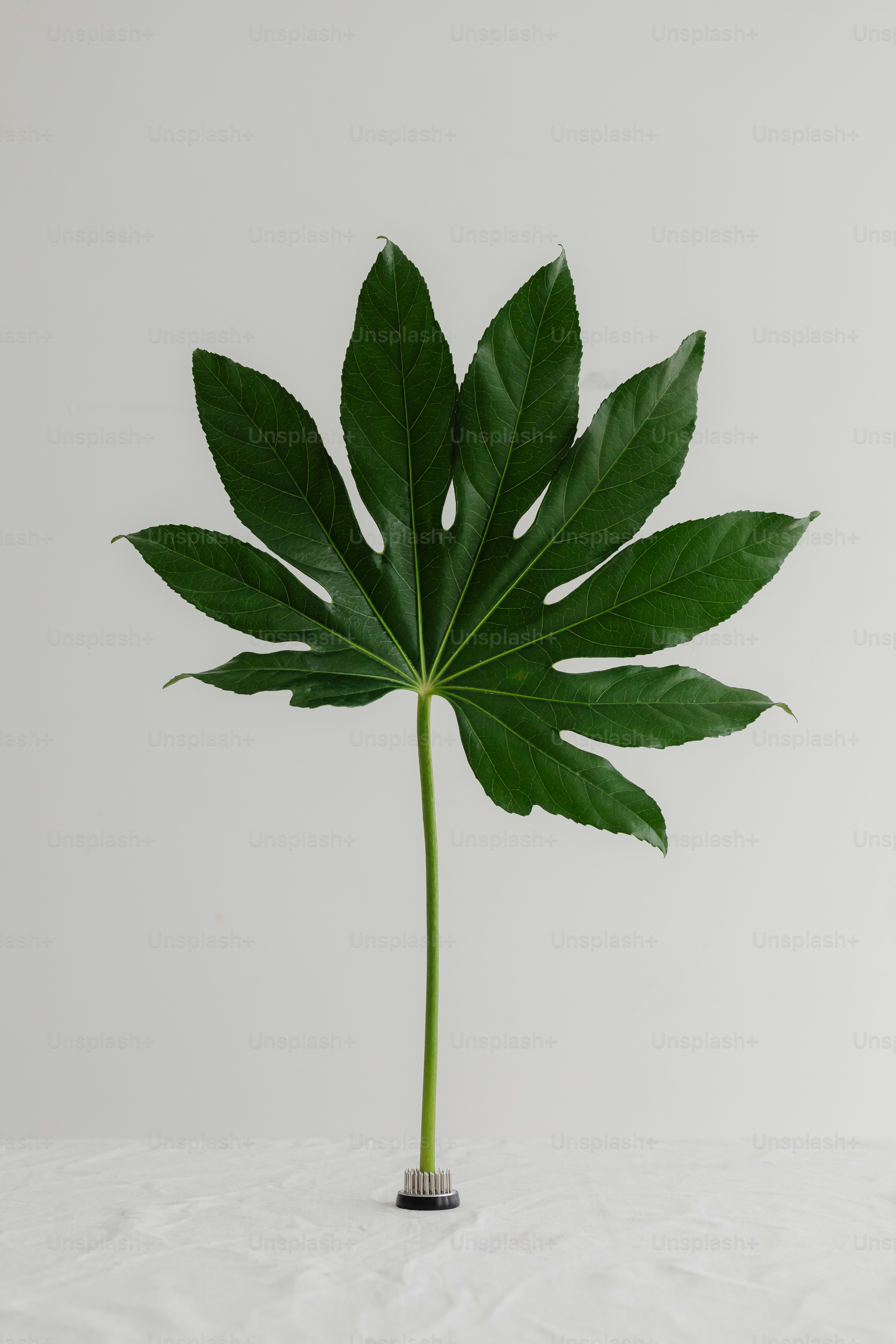 Ein einzelnes grünes Blatt steht aufrecht gegen weiß.