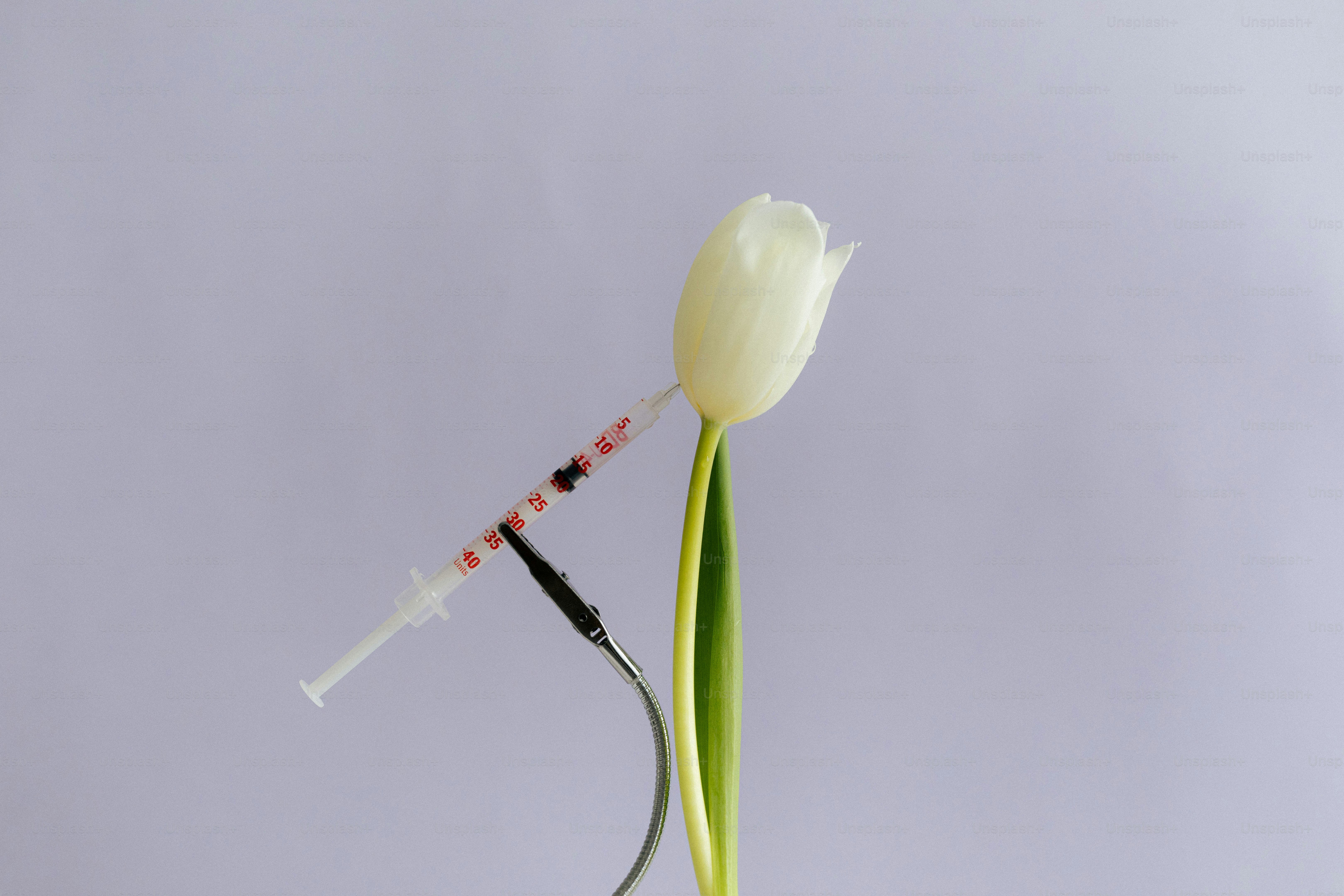 A syringe is inserting into a white tulip.