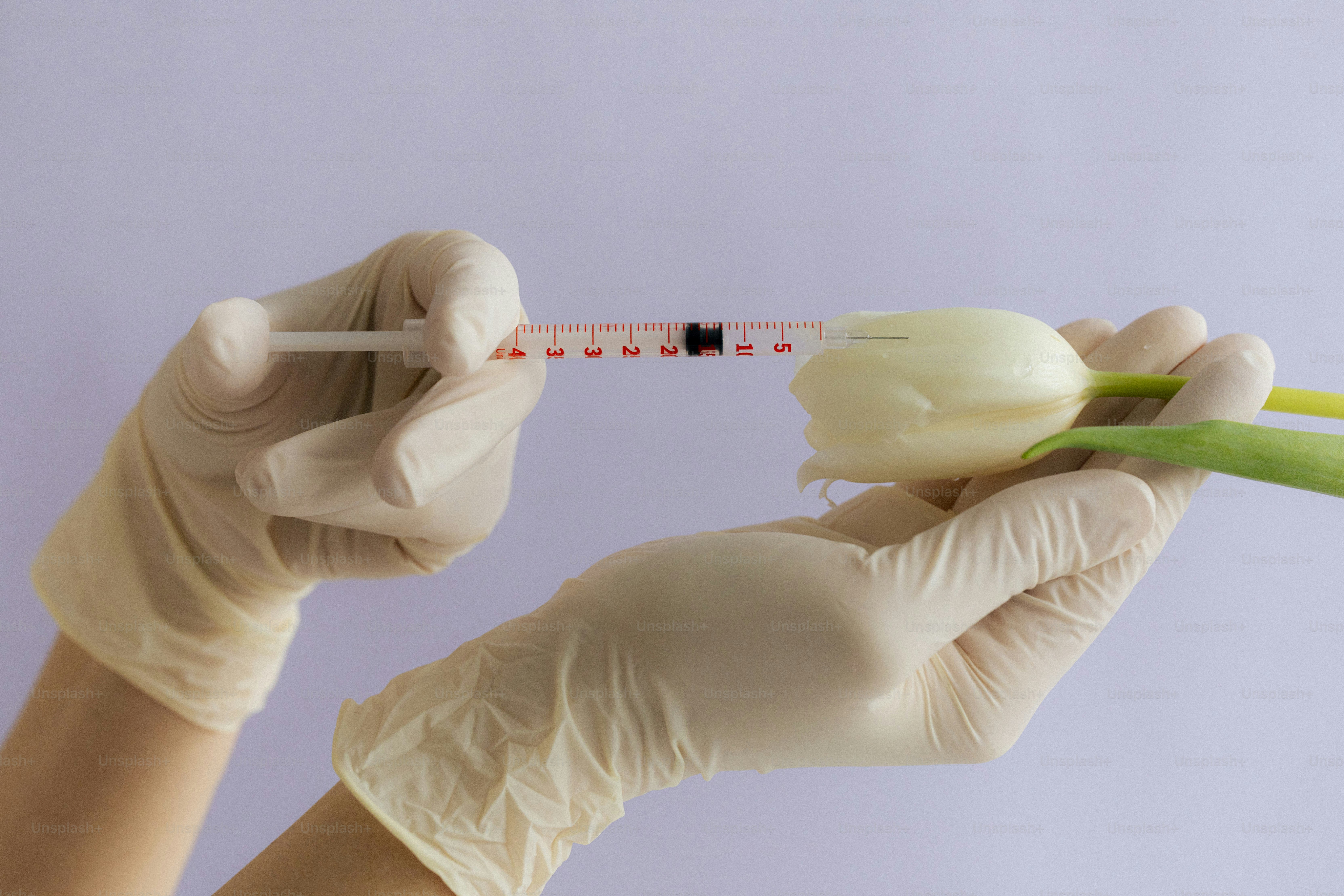 A syringe is injecting something into a tulip.