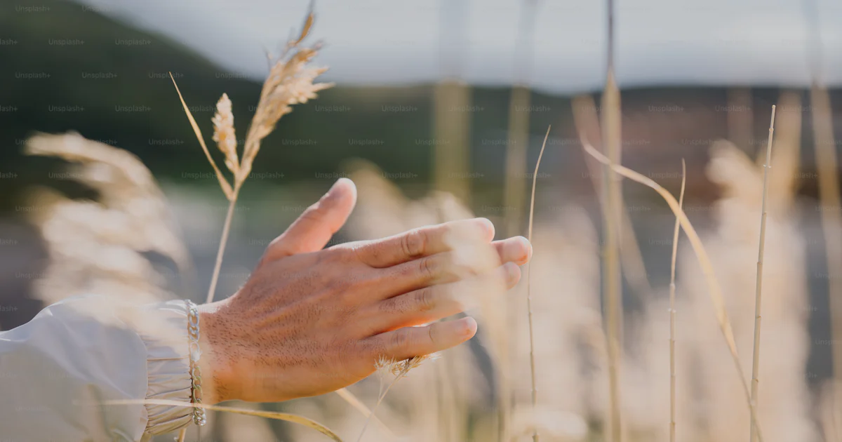 A Reed For Hand A hand gently holds a golden reed. photo – Natural Image on Unsplash
