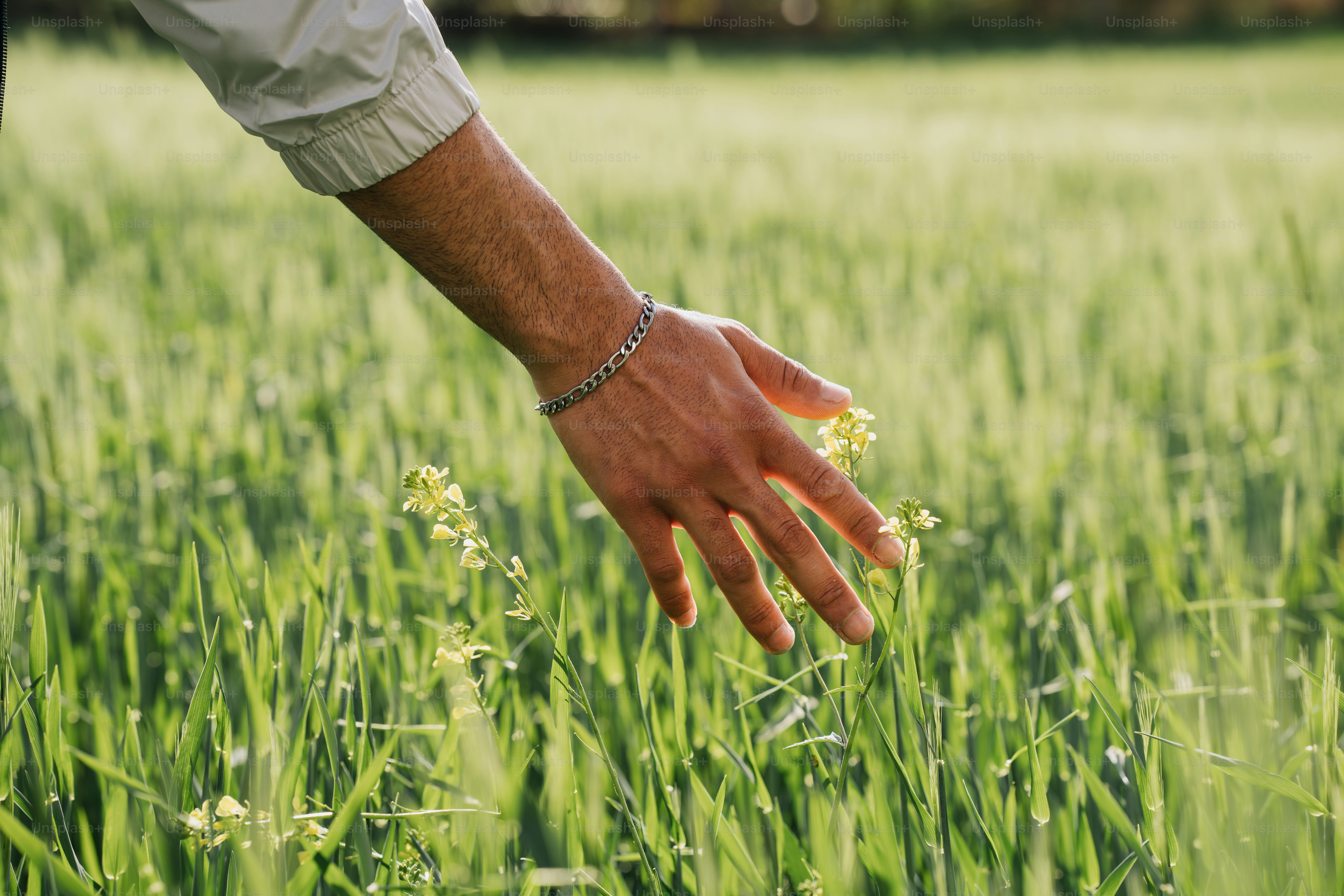 A hand gently touches fresh green grass.