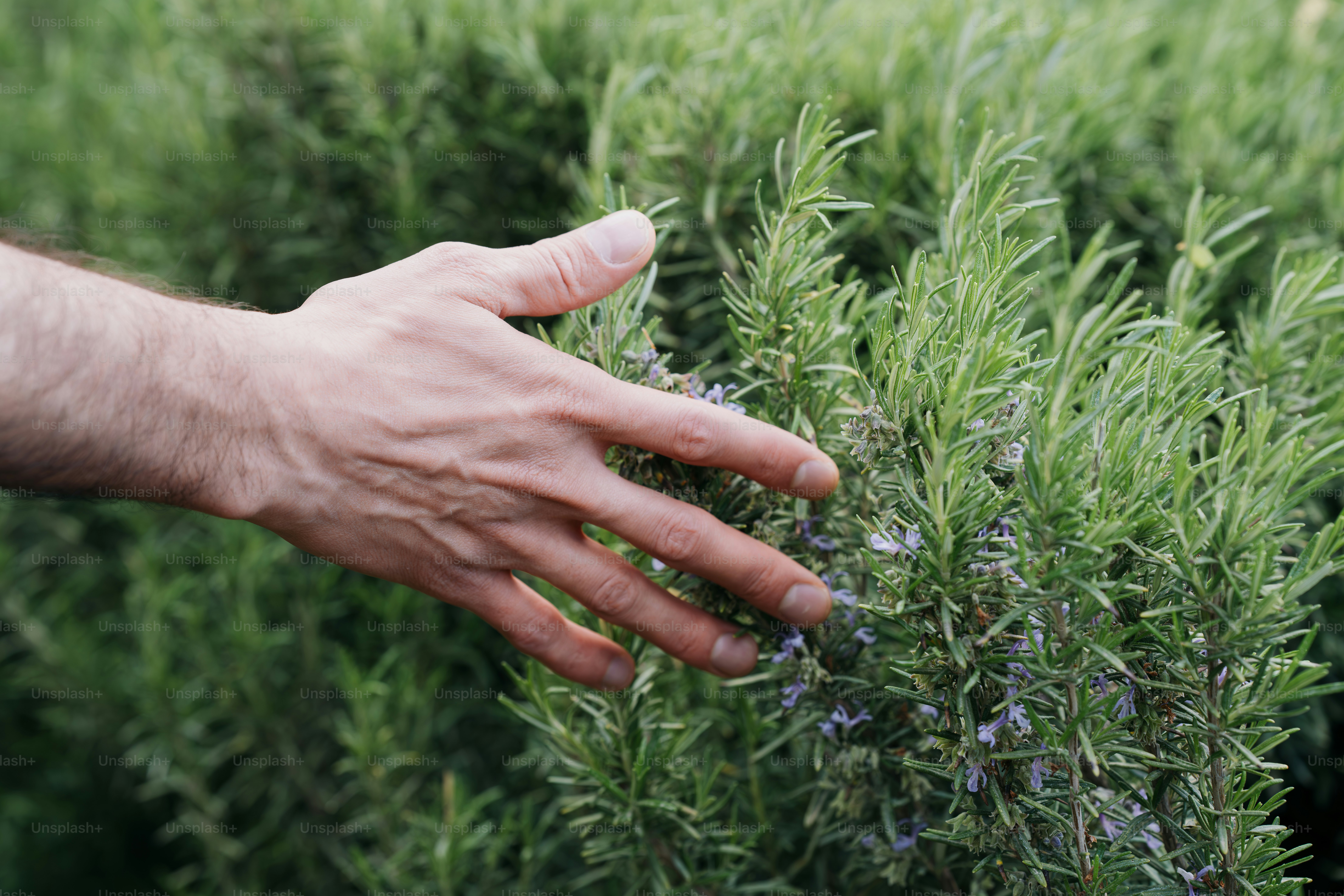 A hand gently touches a rosemary bush.