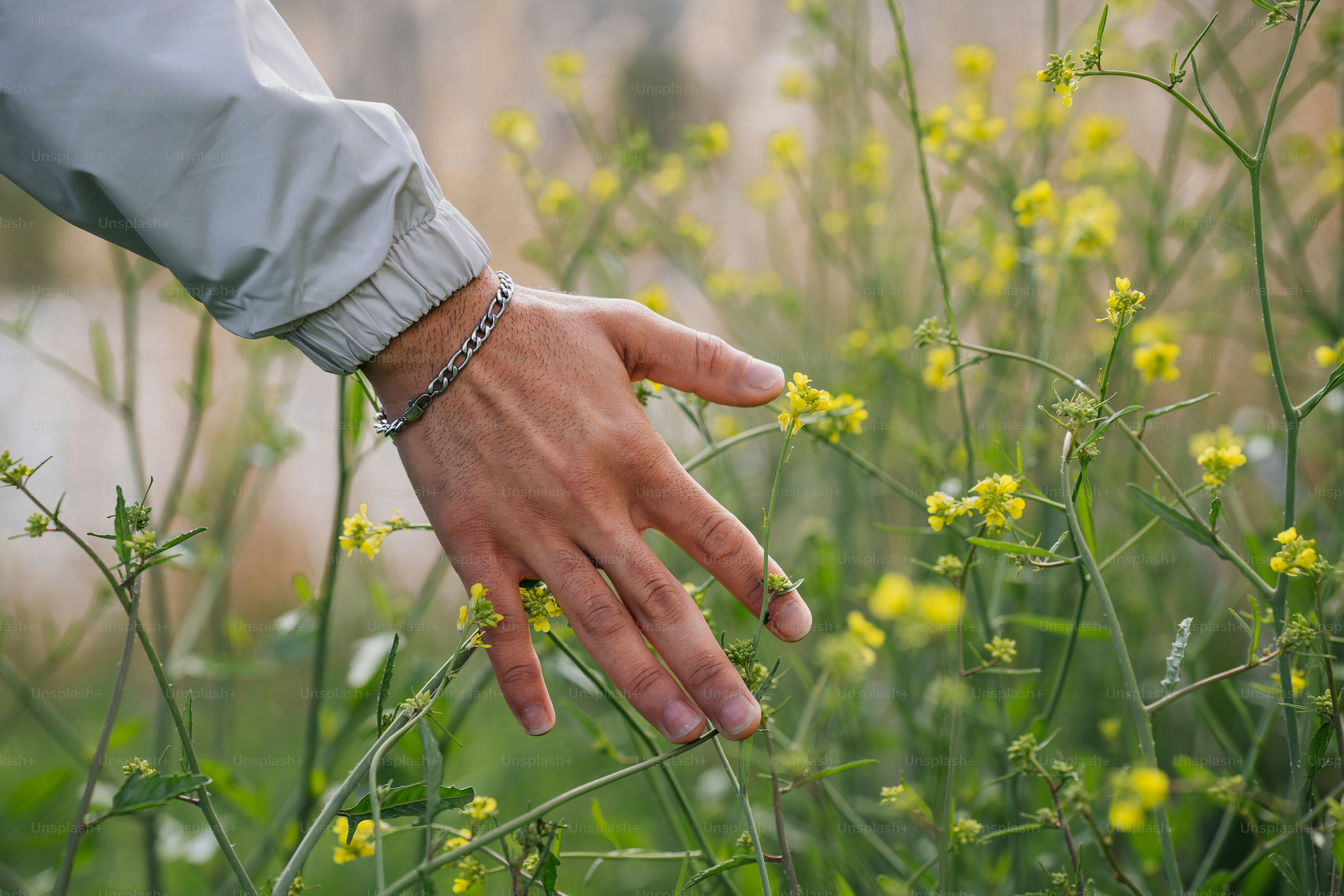 A hand gently holds a golden reed. photo – Natural Image on Unsplash