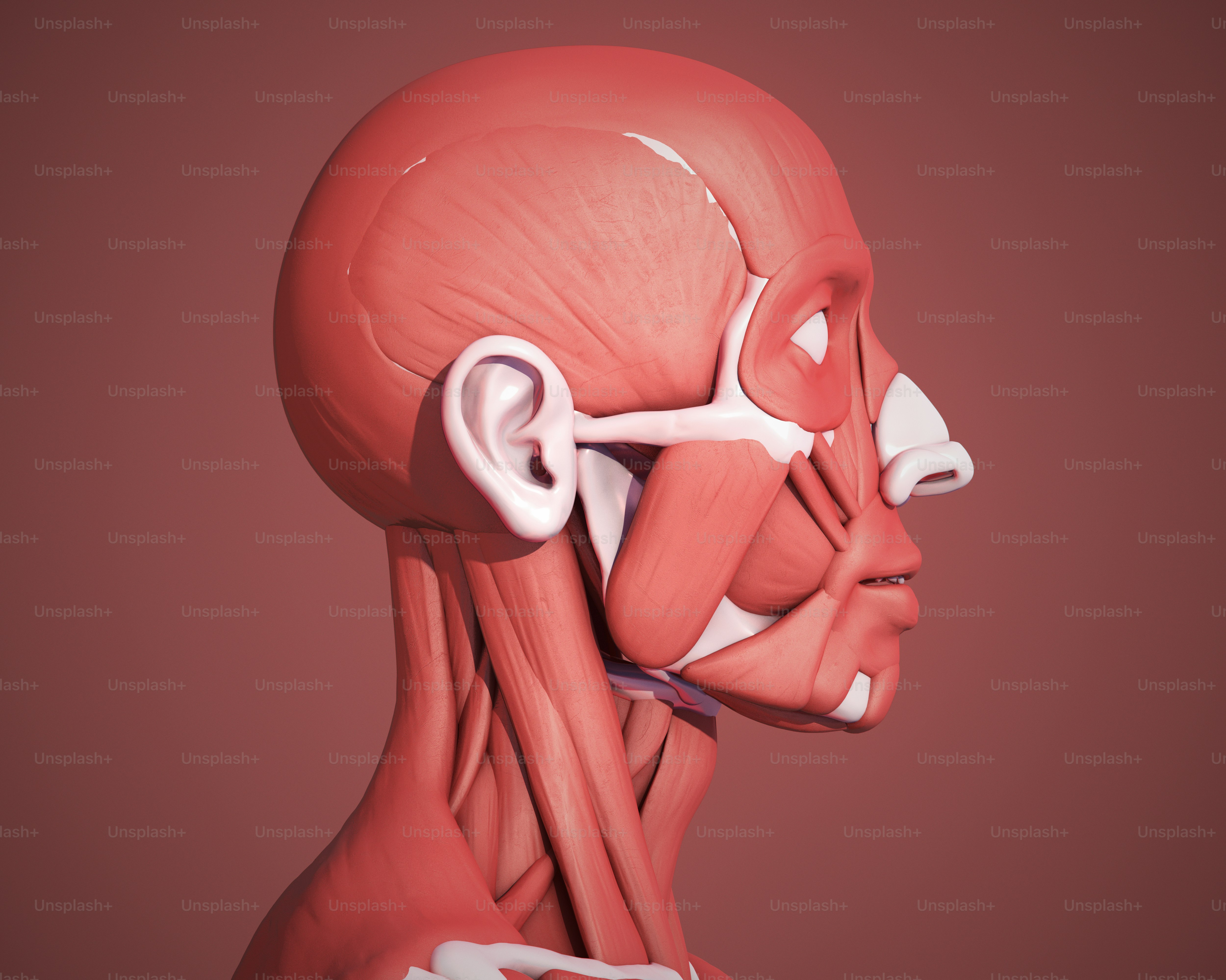 Ein 3D-Rendering der Kopfmuskulatur.