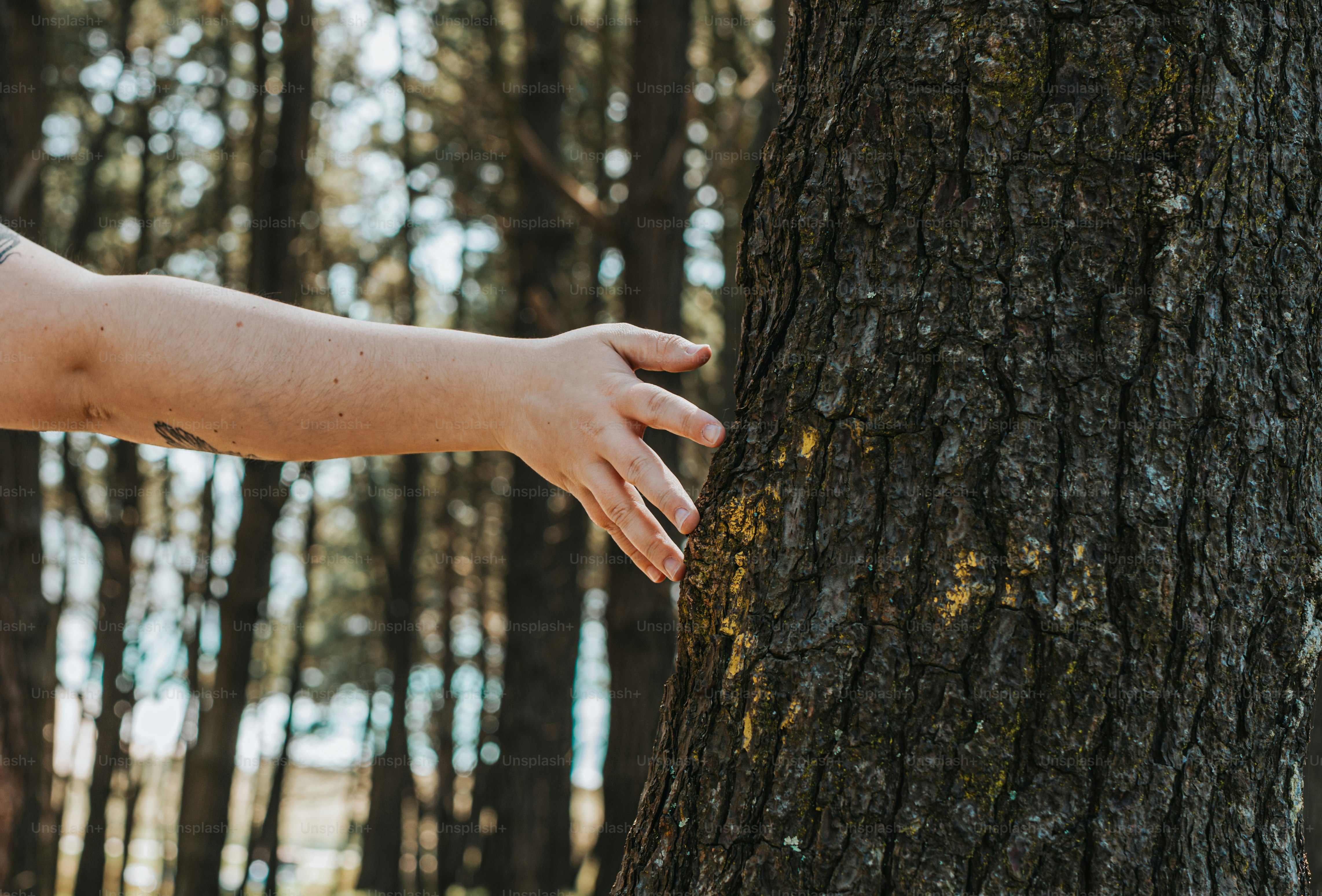 A hand touches a rough tree trunk. photo – Forest Image on Unsplash