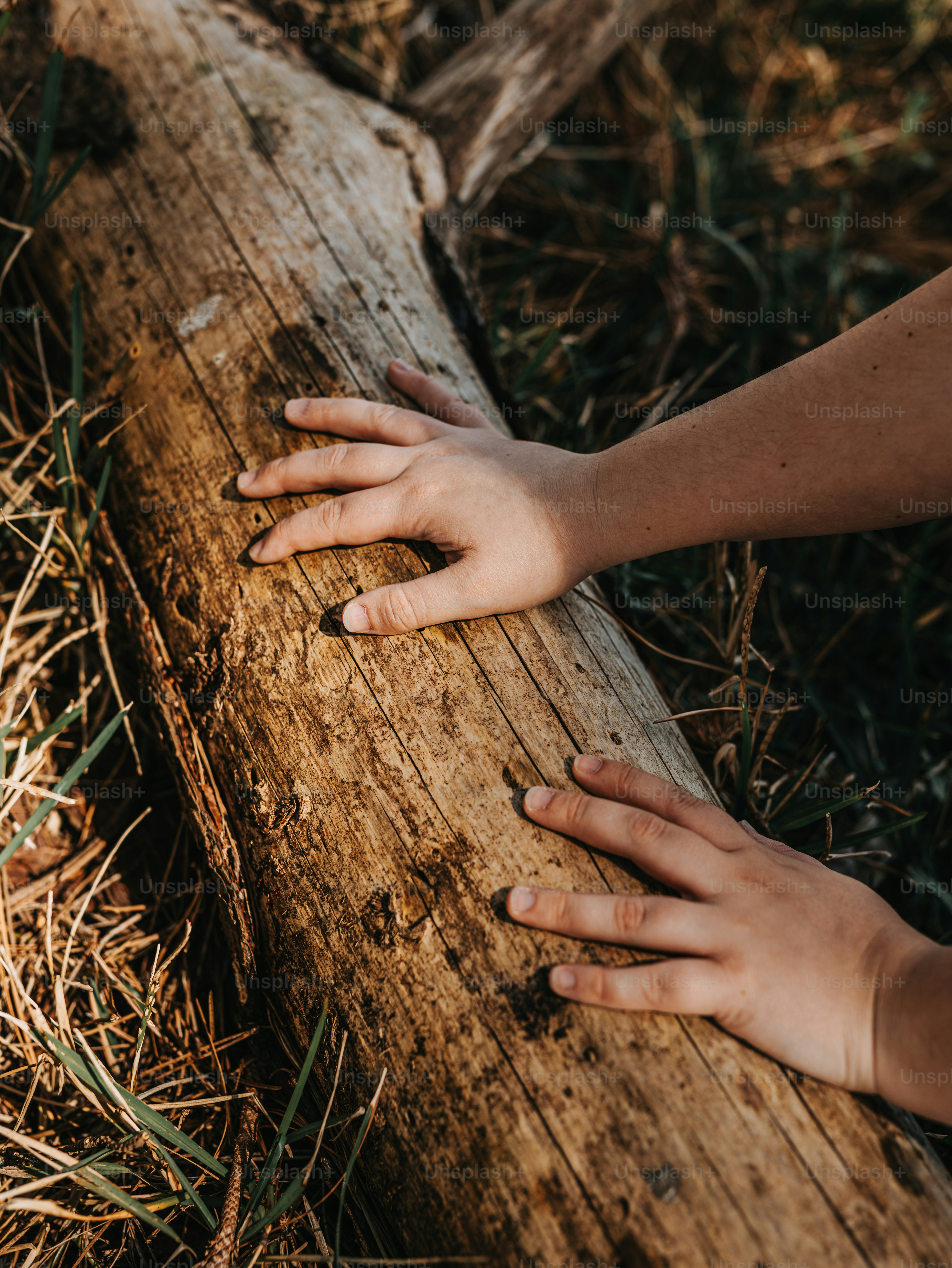 Hands gently rest on a weathered log.