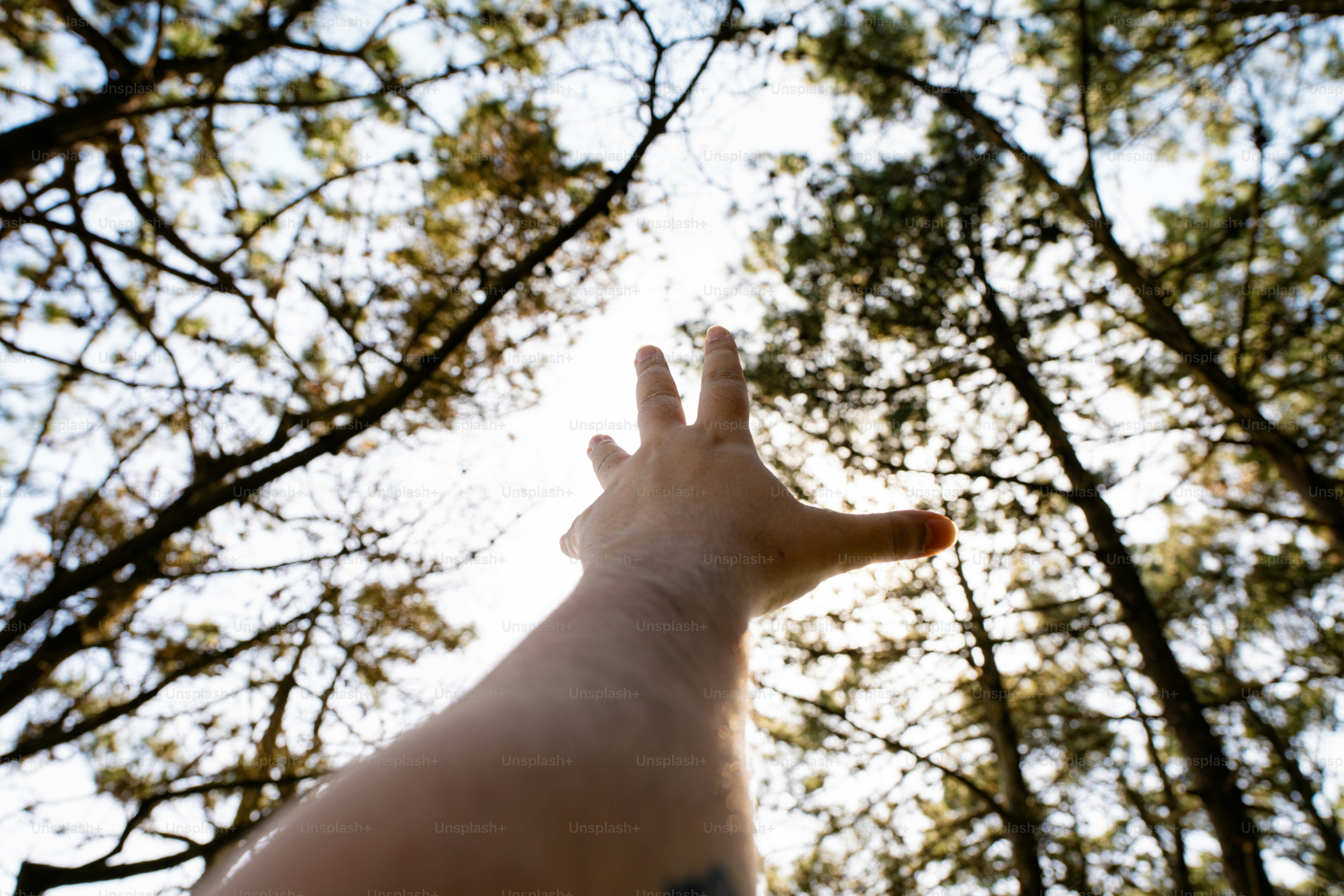 Reaching for the sun through the trees.