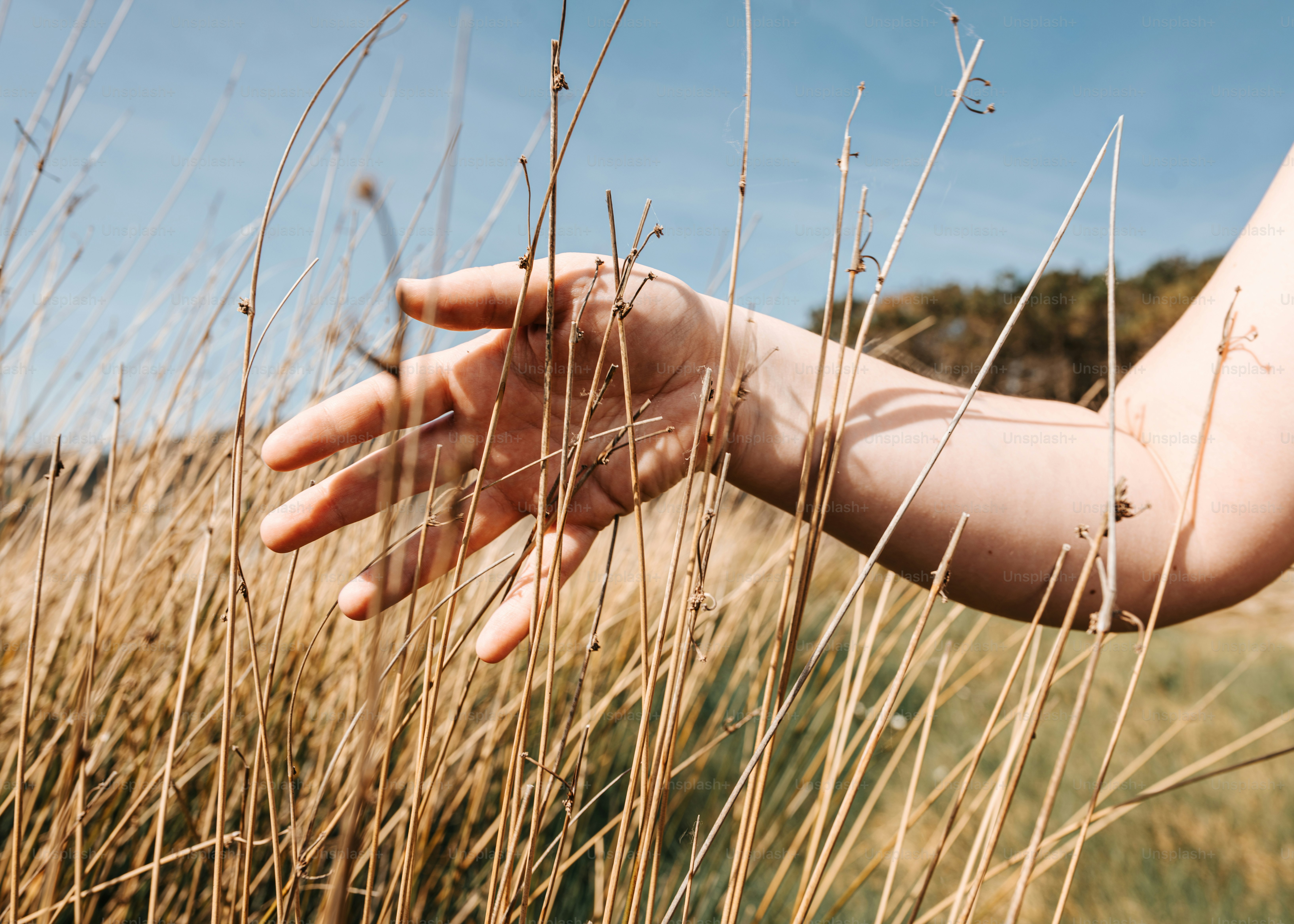 Grass Hand Pictures | Download Free Images on Unsplash