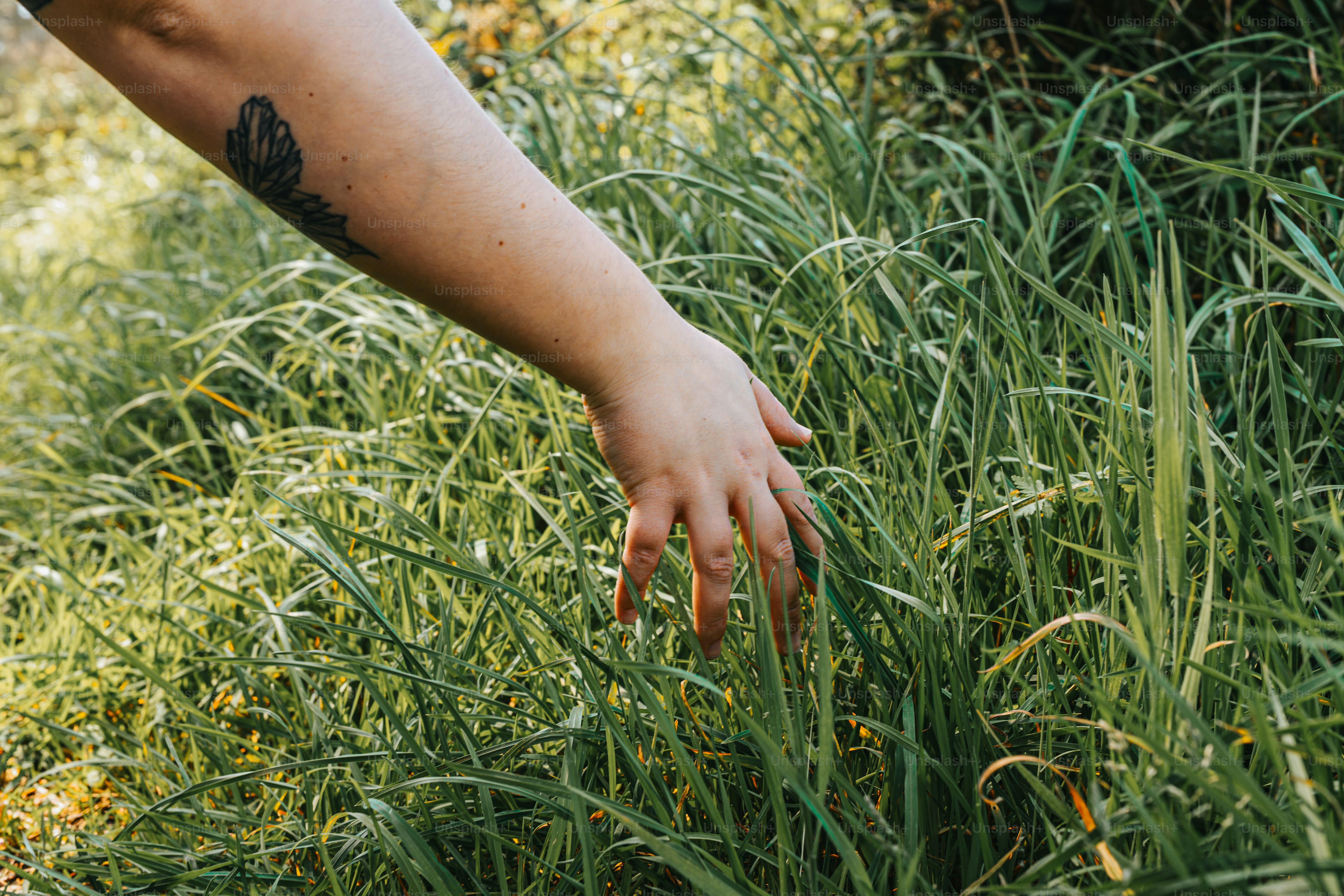 Hand gently touching tall green grass. photo – Outdoor Image on Unsplash