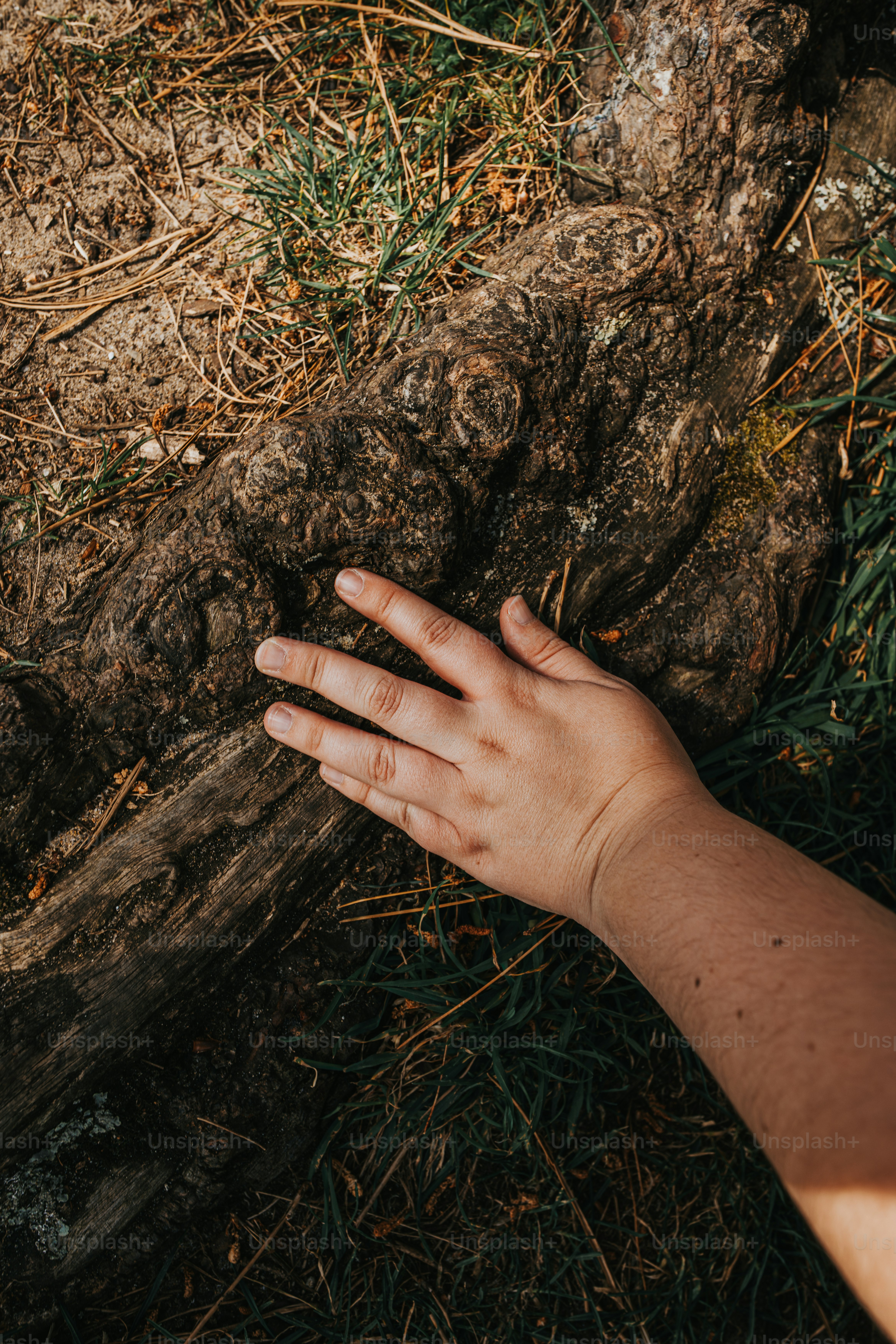 A hand touches rough tree roots. photo – Hands Image on Unsplash