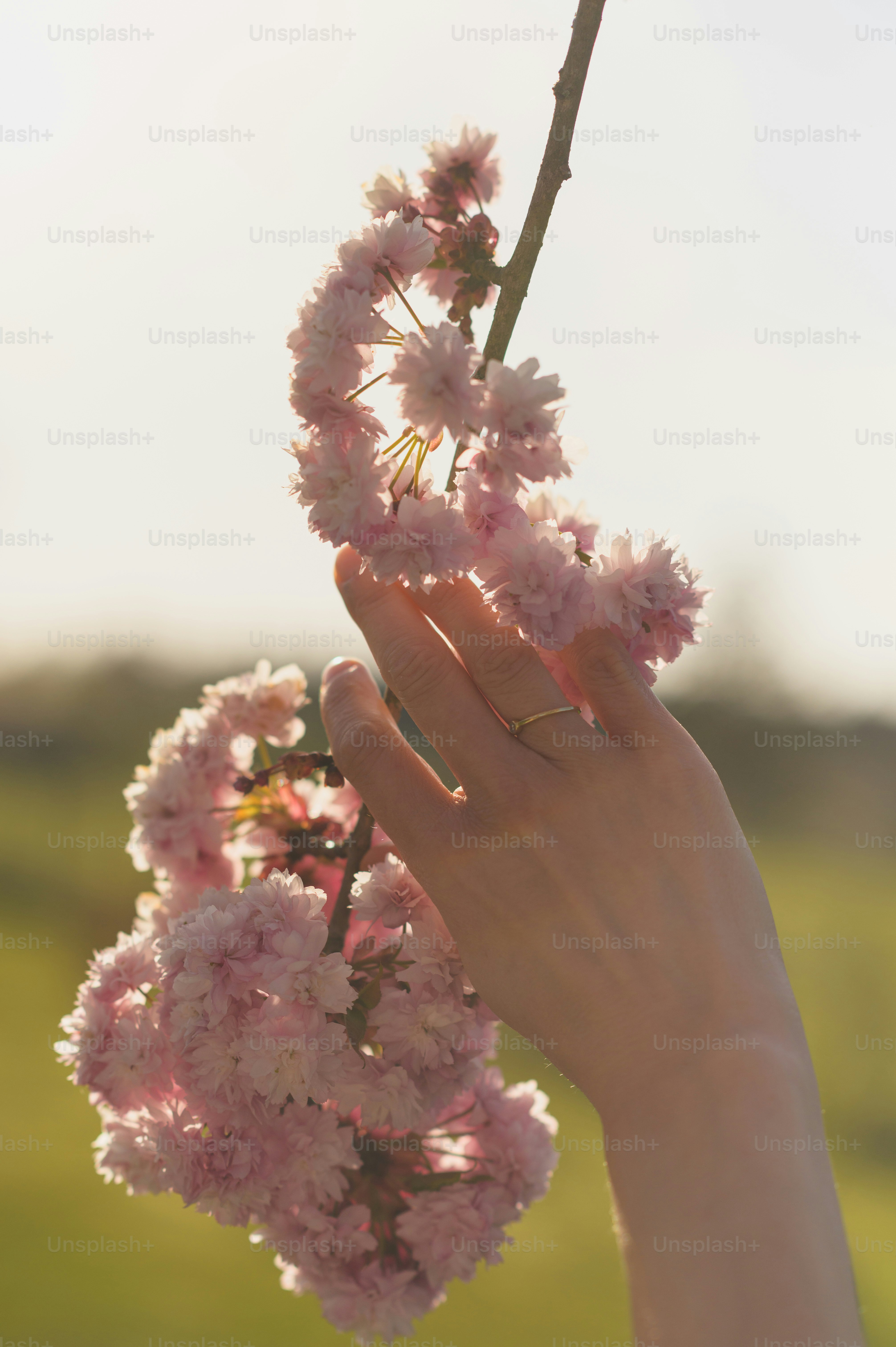 Una mano toca suavemente delicadas flores rosadas.