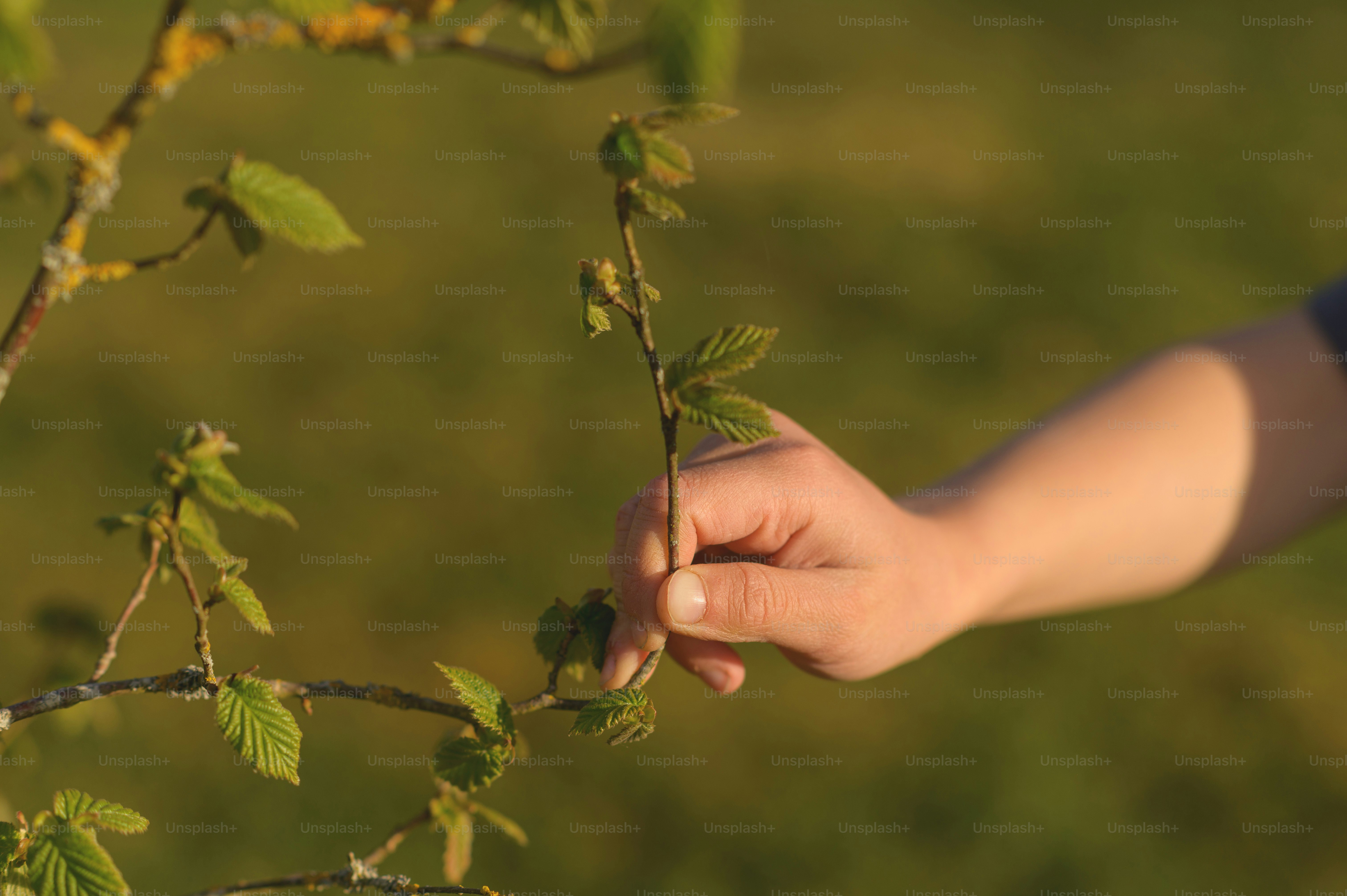 Una mano sostiene suavemente una rama con hojas.