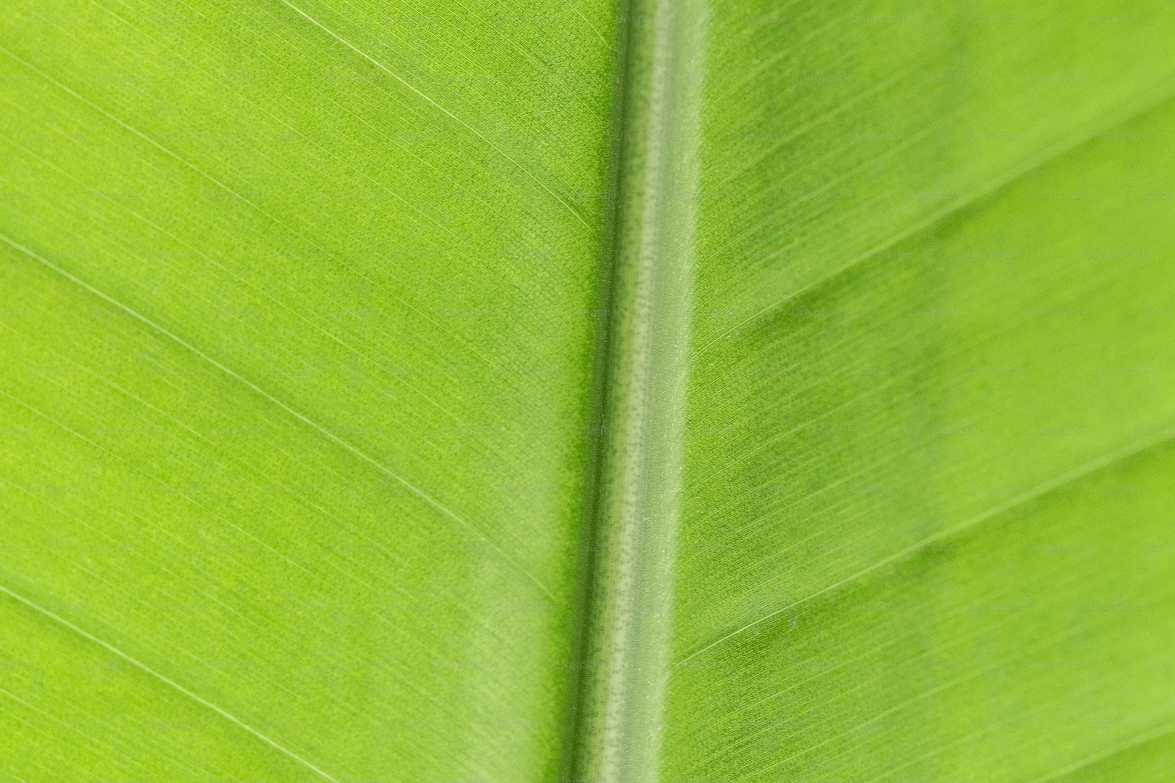 Green leaf detail showing veins and midrib.