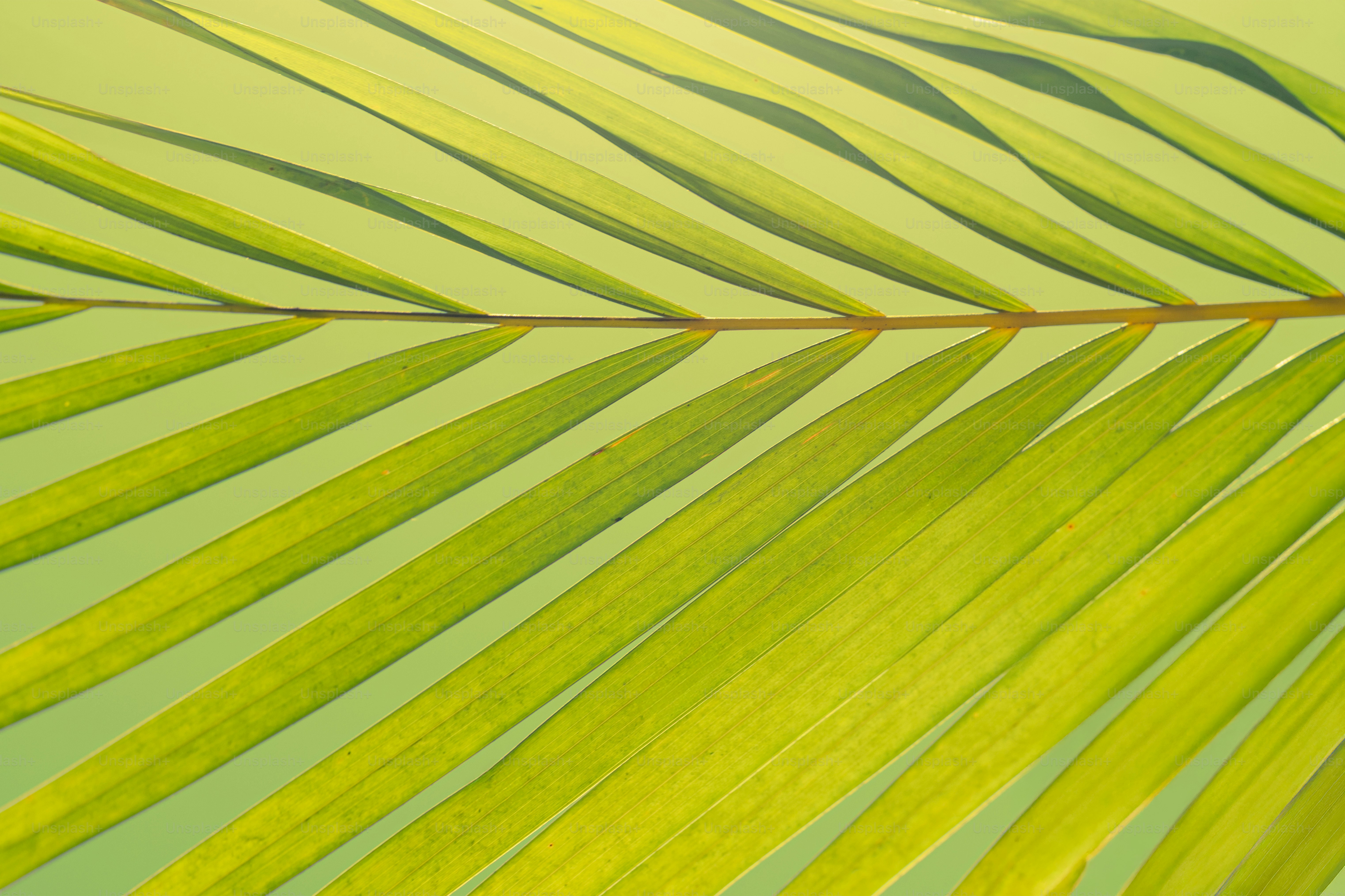 Close-up of a vibrant green palm leaf.