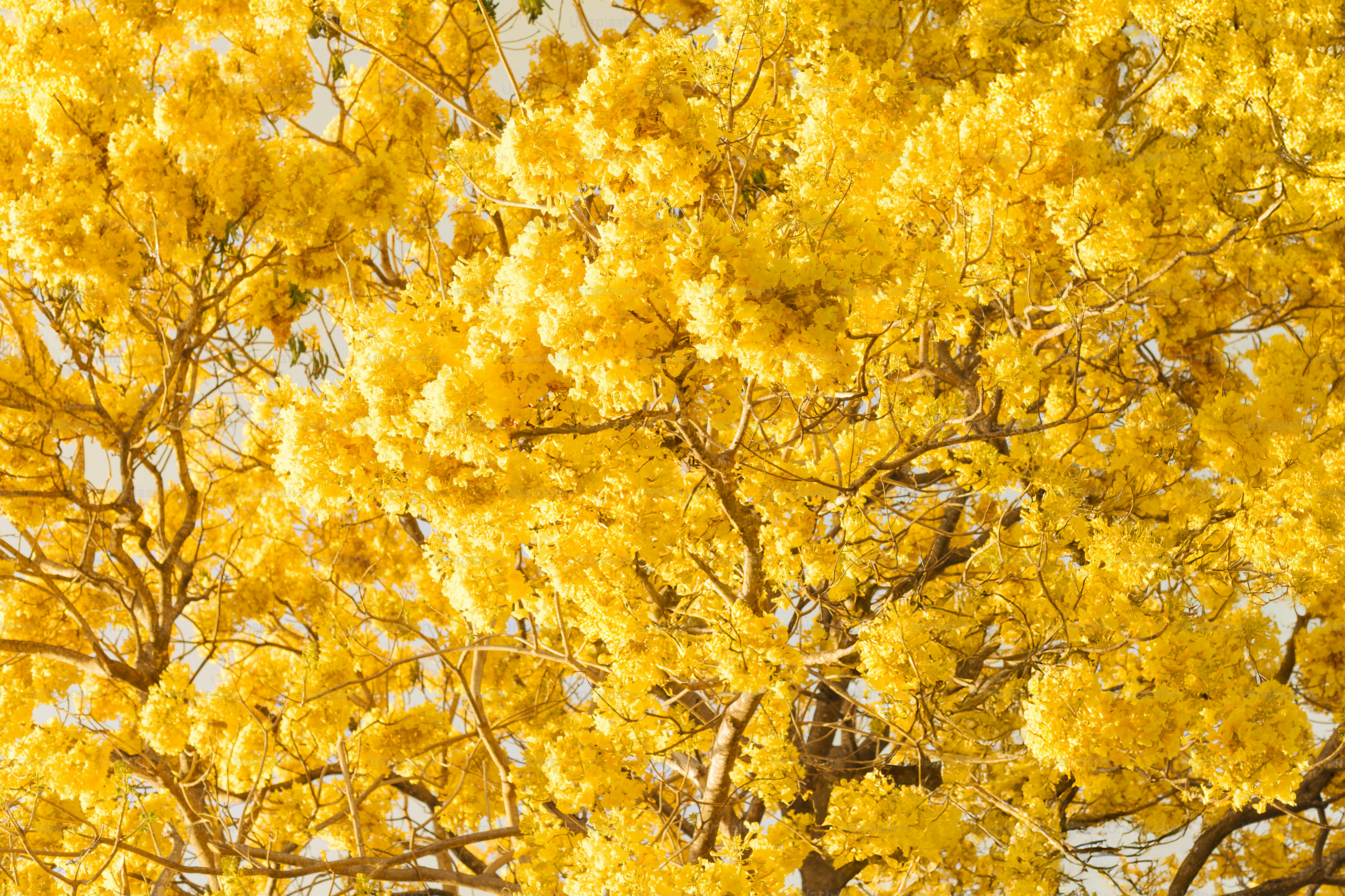 Yellow flowers bloom profusely on a tree.