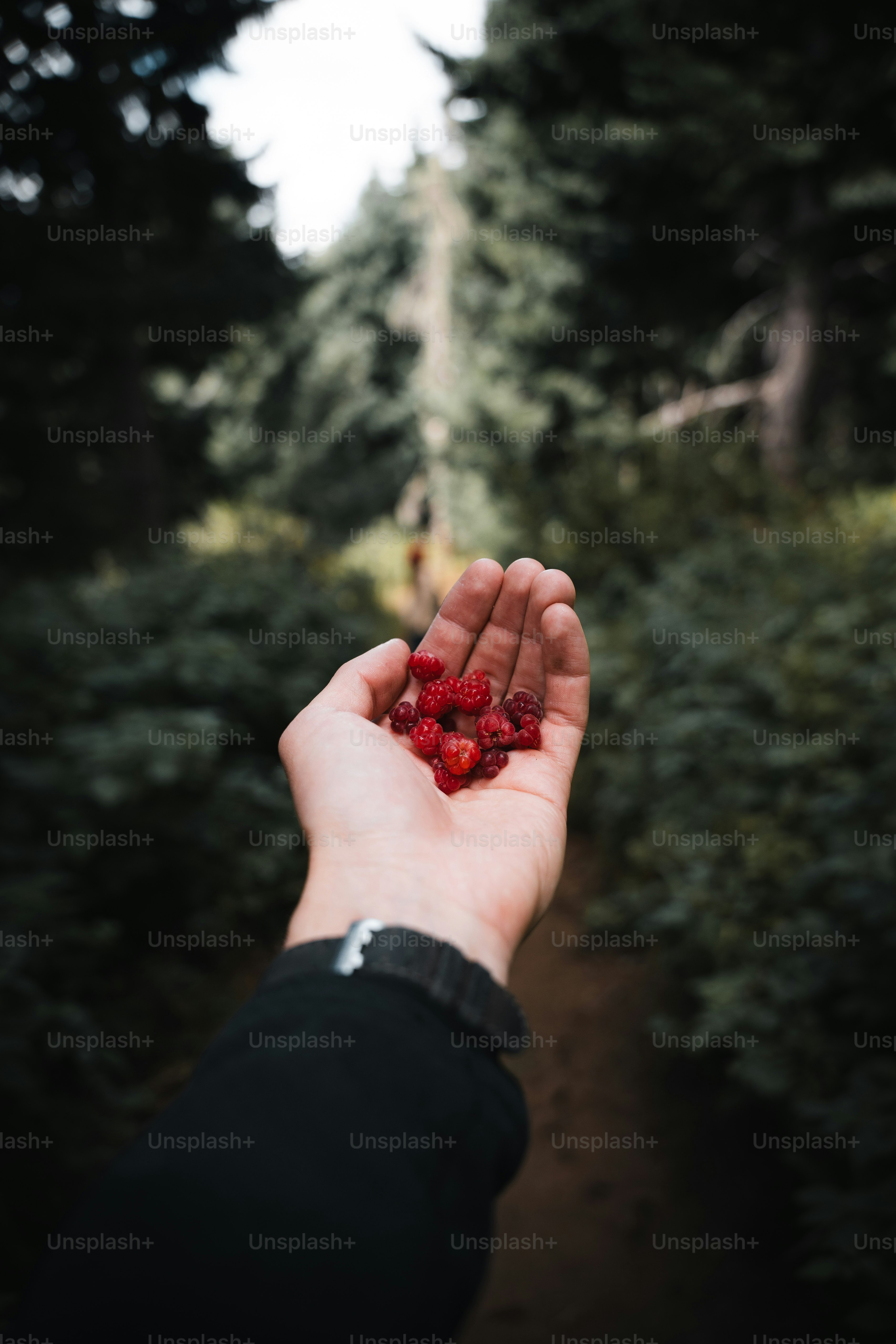 Hand holds fresh, wild berries in the forest.