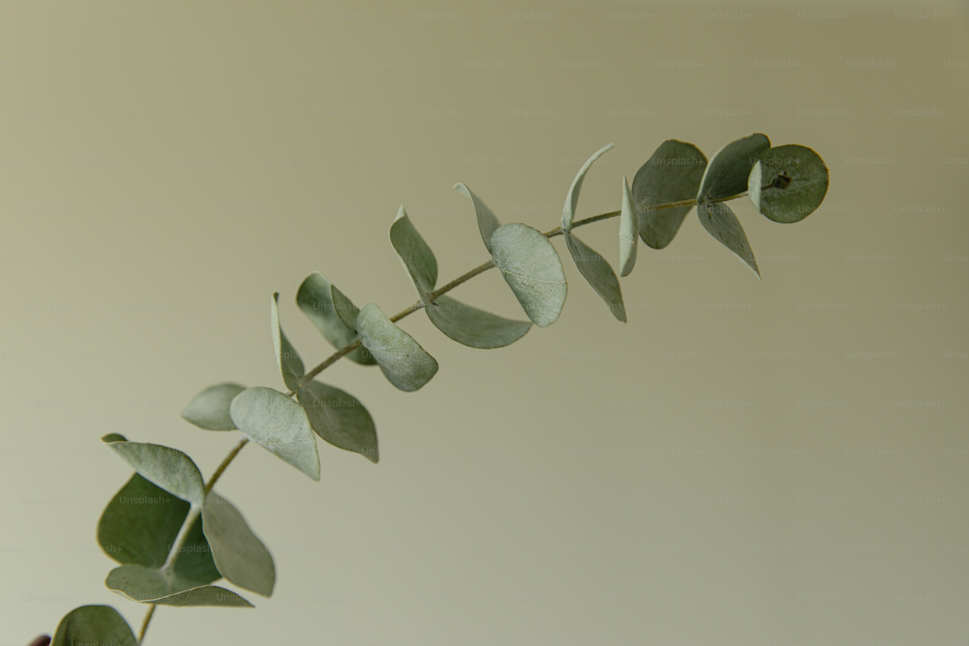 Eucalyptus leaves are shown on a white background.