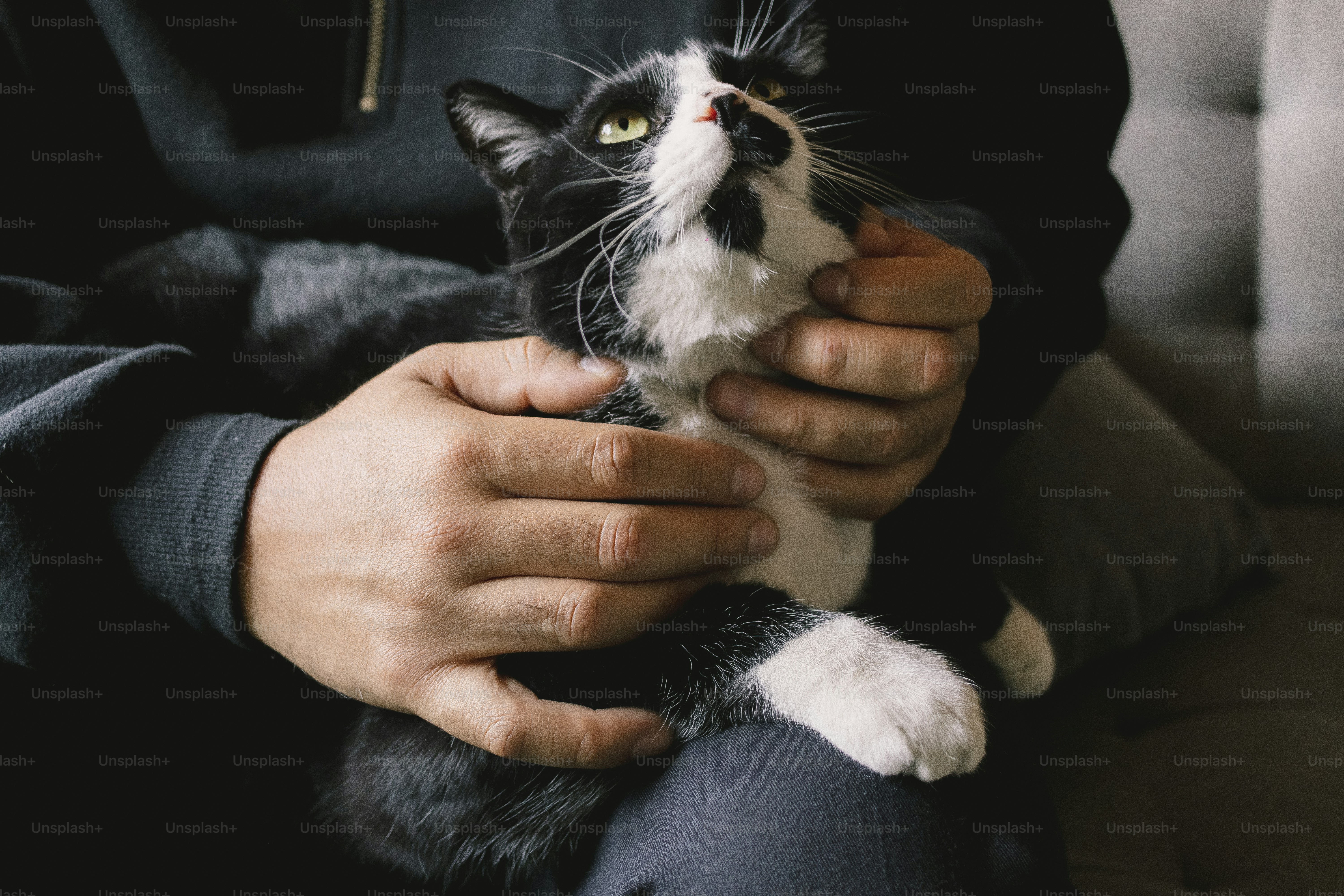 A cat is being held and looking upwards
