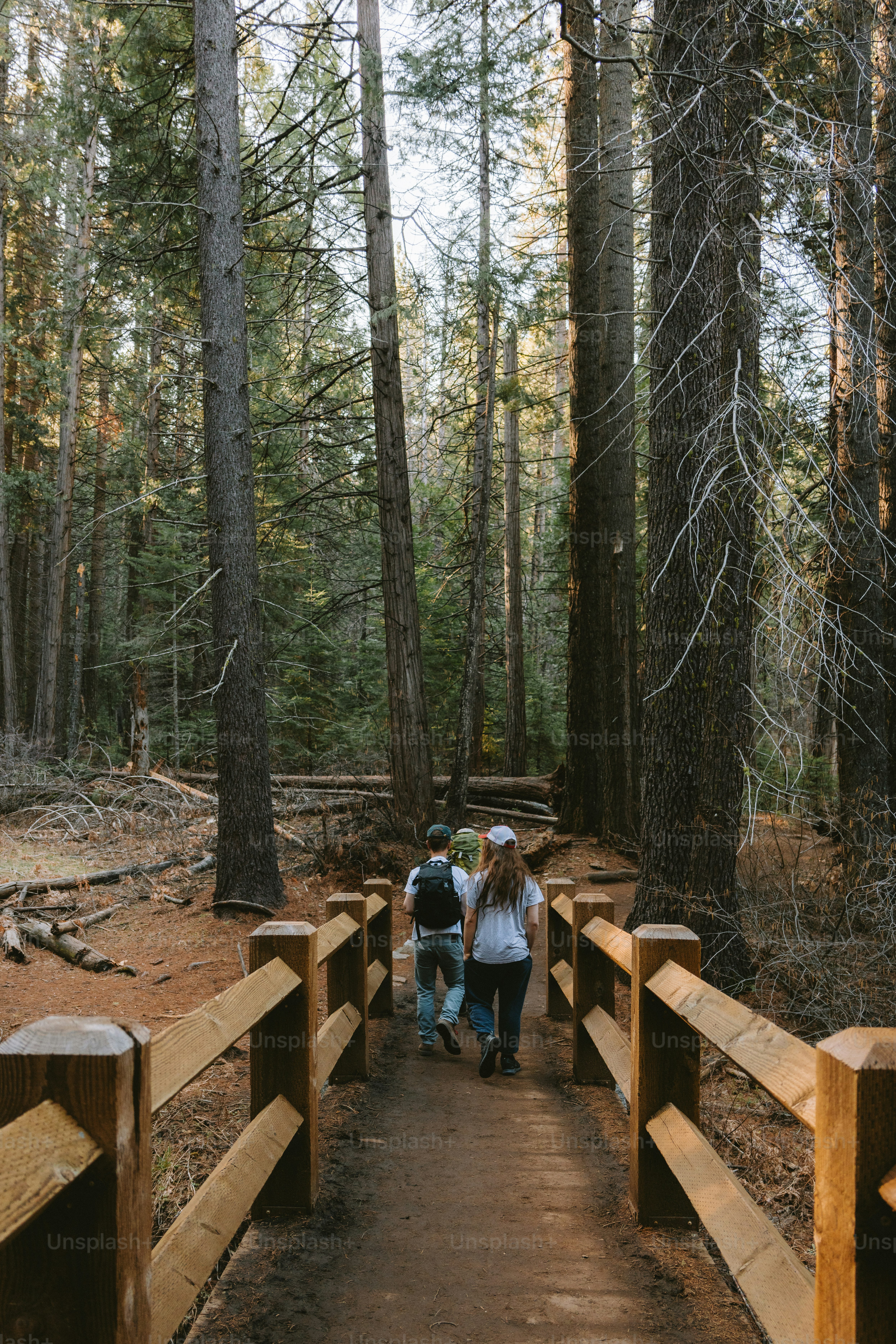 Zwei Personen laufen auf einer Holzbrücke durch einen Wald.