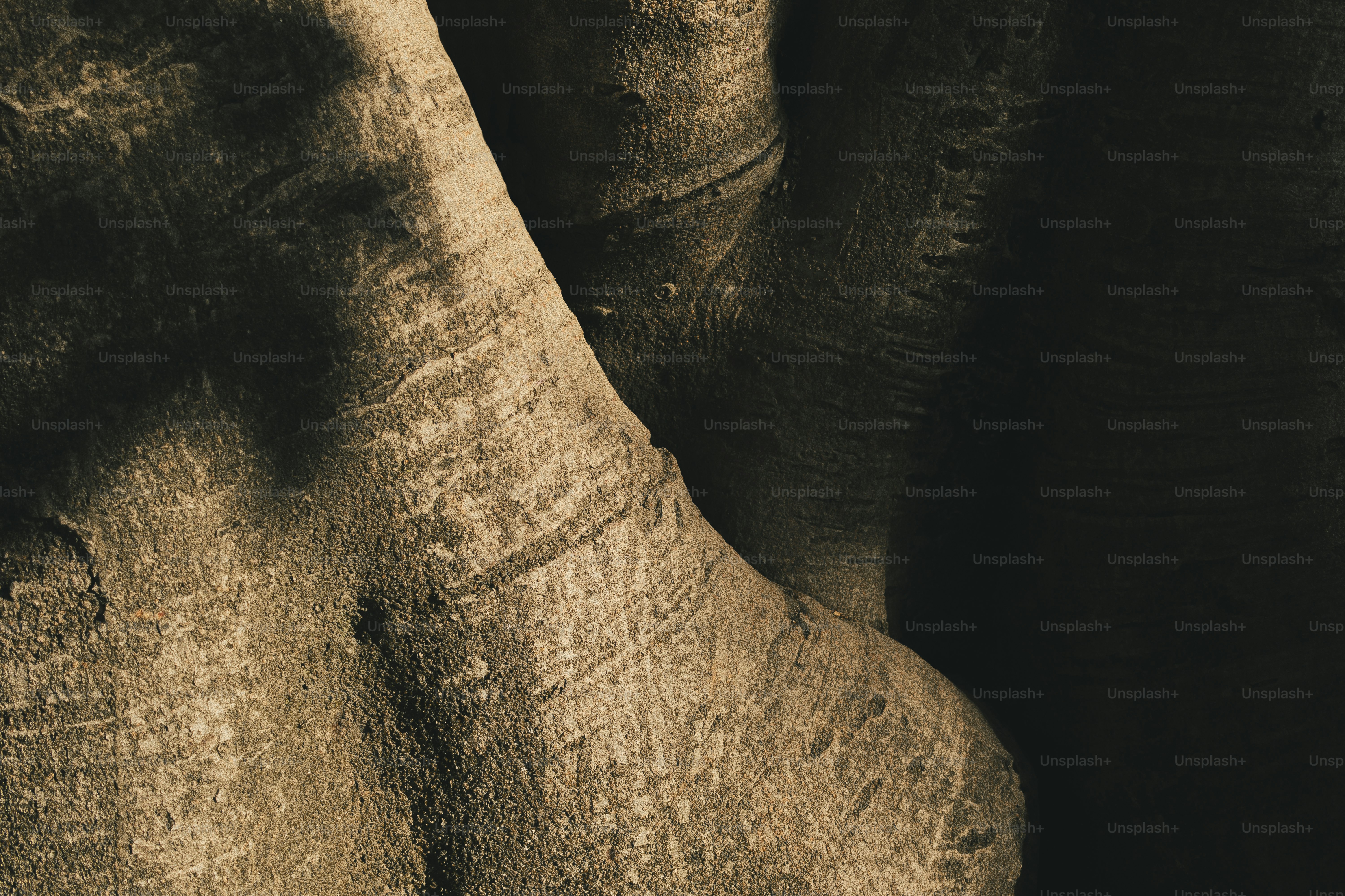 Close-up shot of a tree trunk with textured bark. photo – Texture Image ...