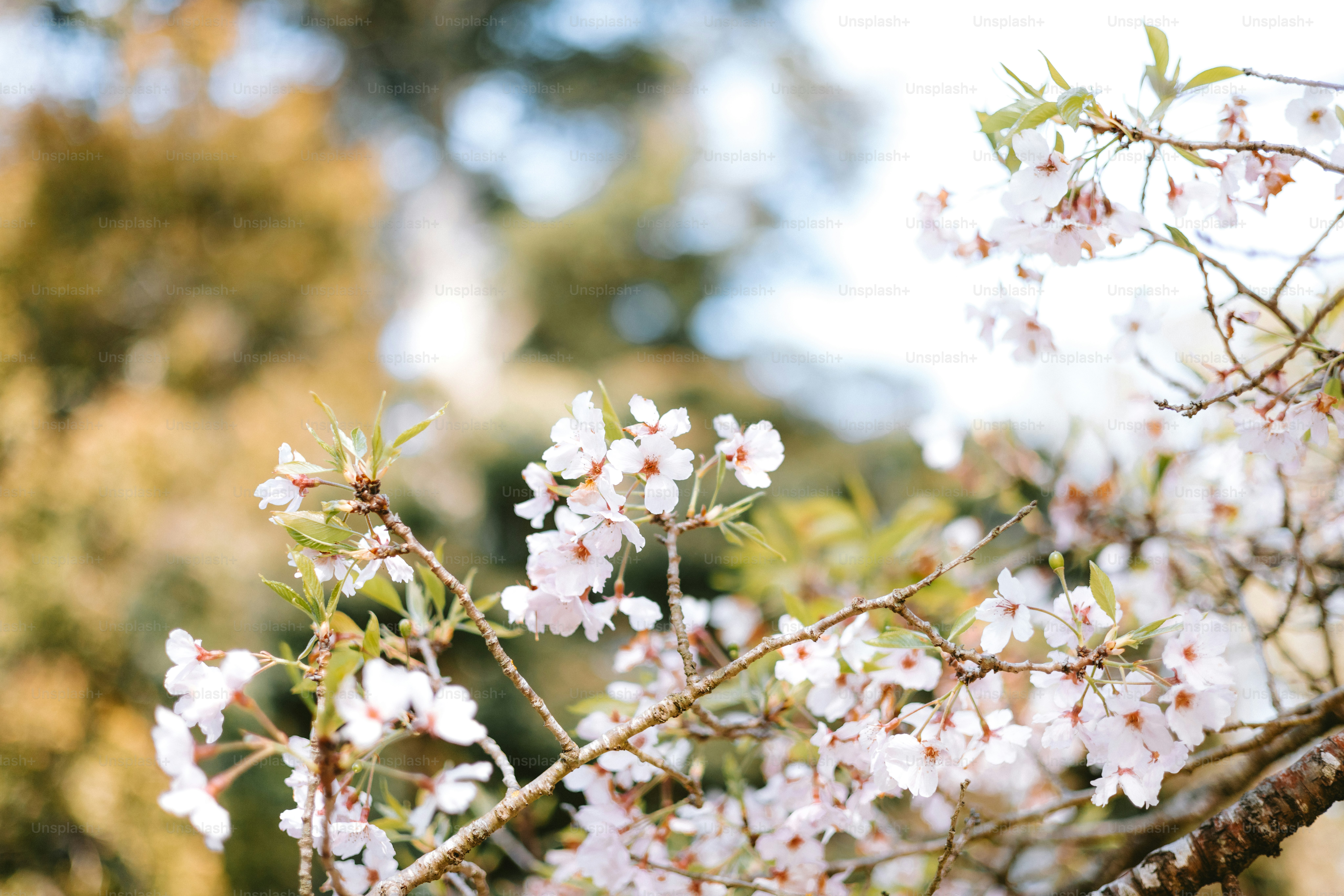 I fiori di ciliegio sbocciano magnificamente in questa vista panoramica.