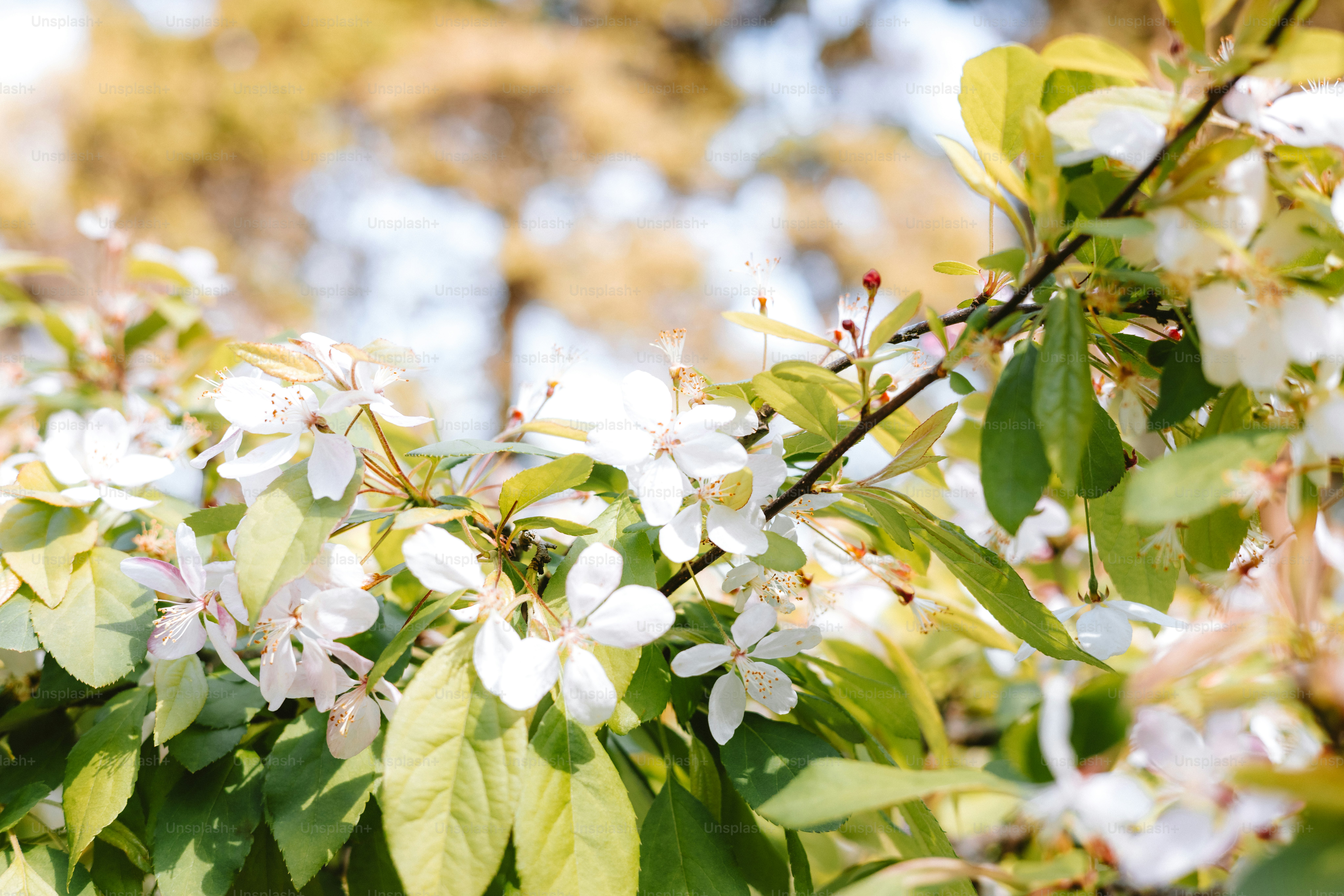 premium_photo-1744865470982-c086a9b03c5b