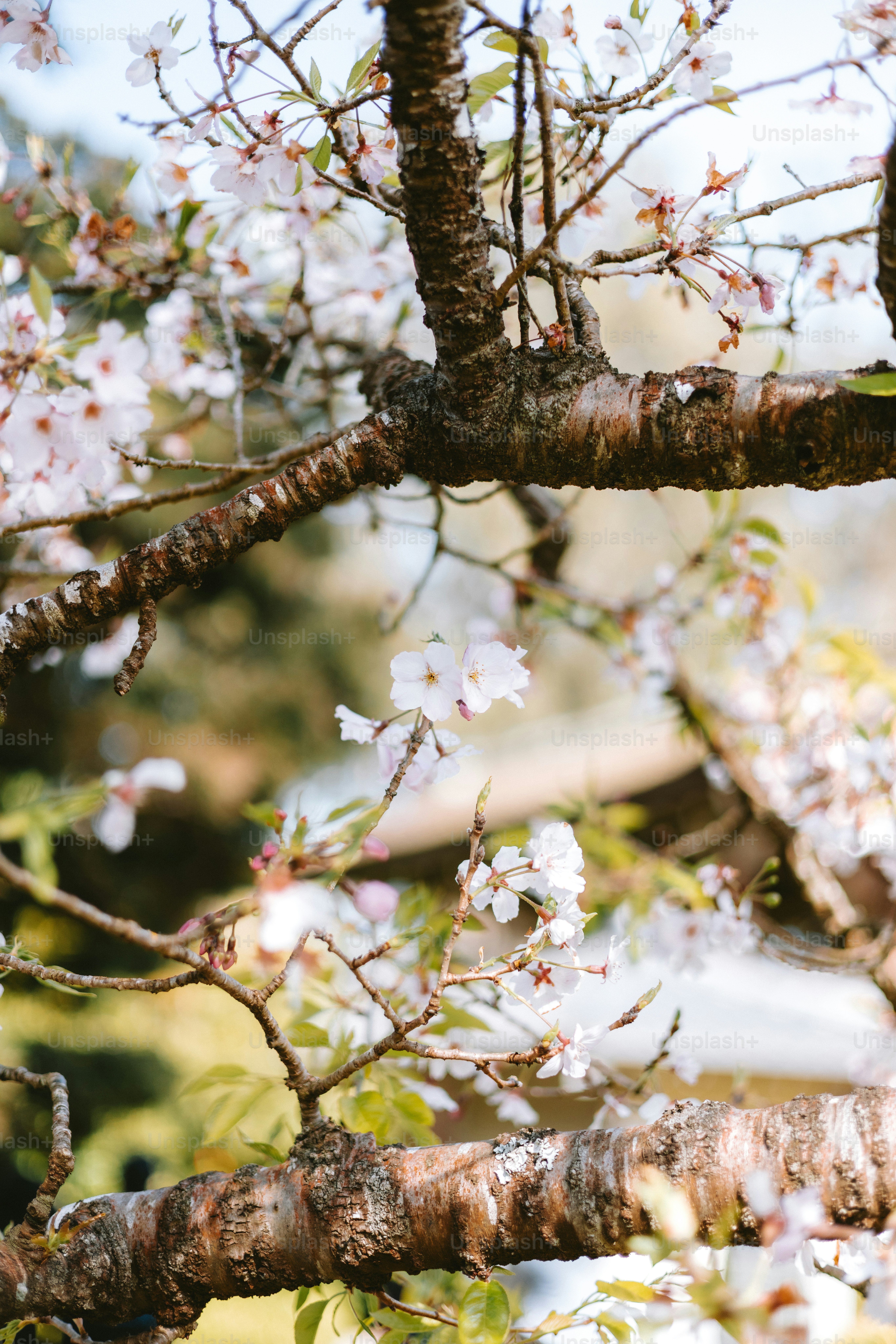 I fiori di ciliegio sbocciano sui rami degli alberi.
