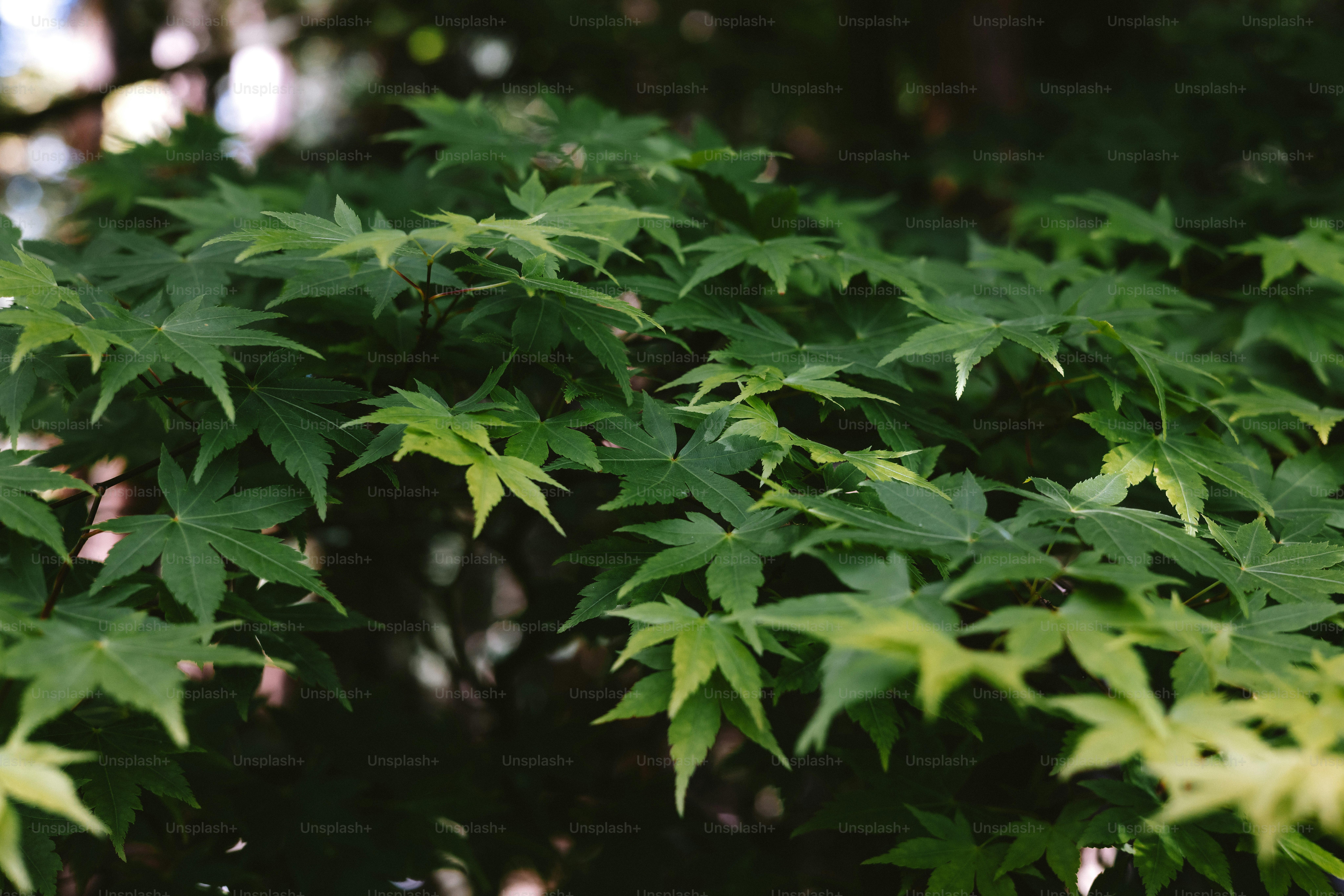 Foglie verdi lussureggianti riempiono l'inquadratura.