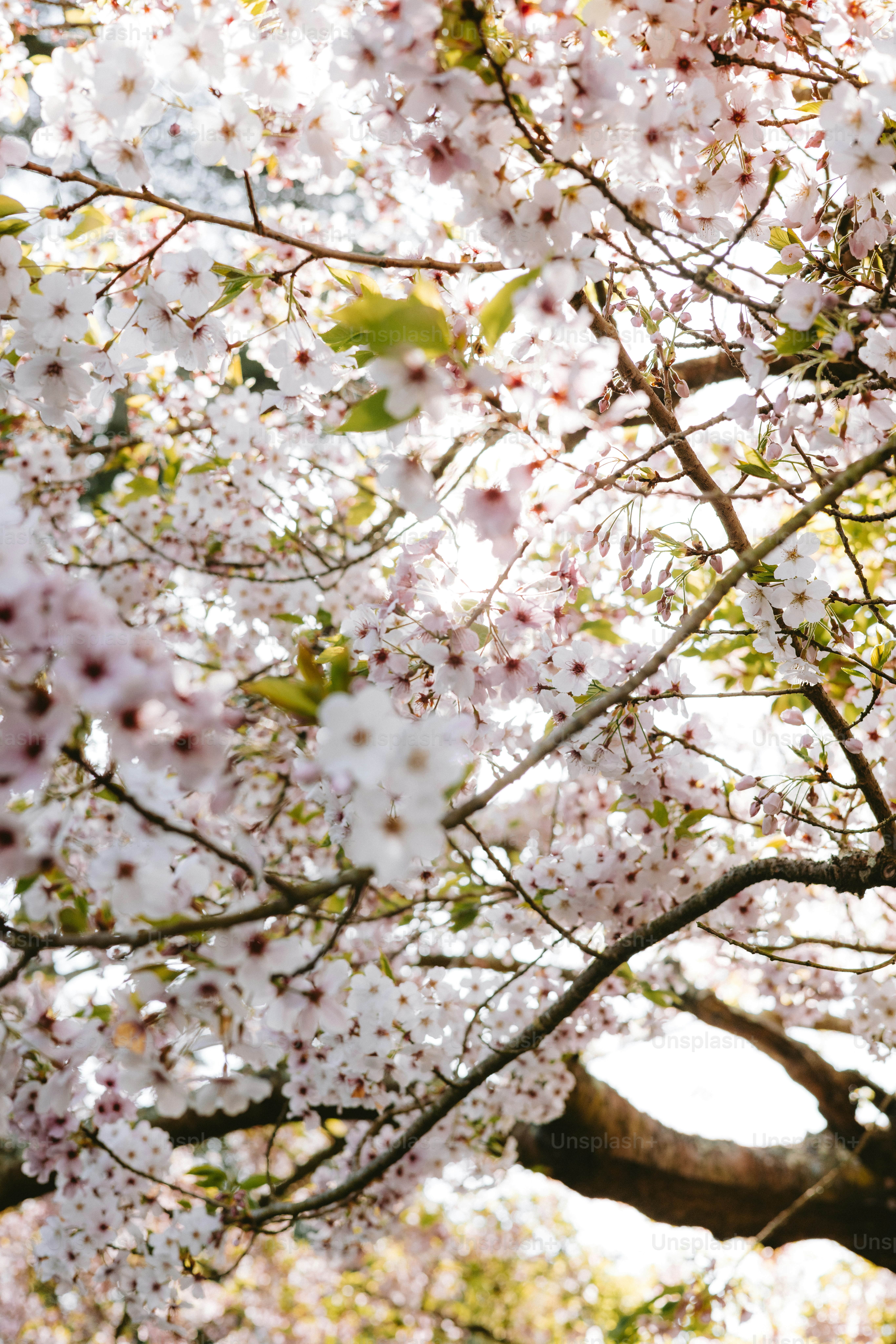 Gli alberi di ciliegio sono in piena fioritura.
