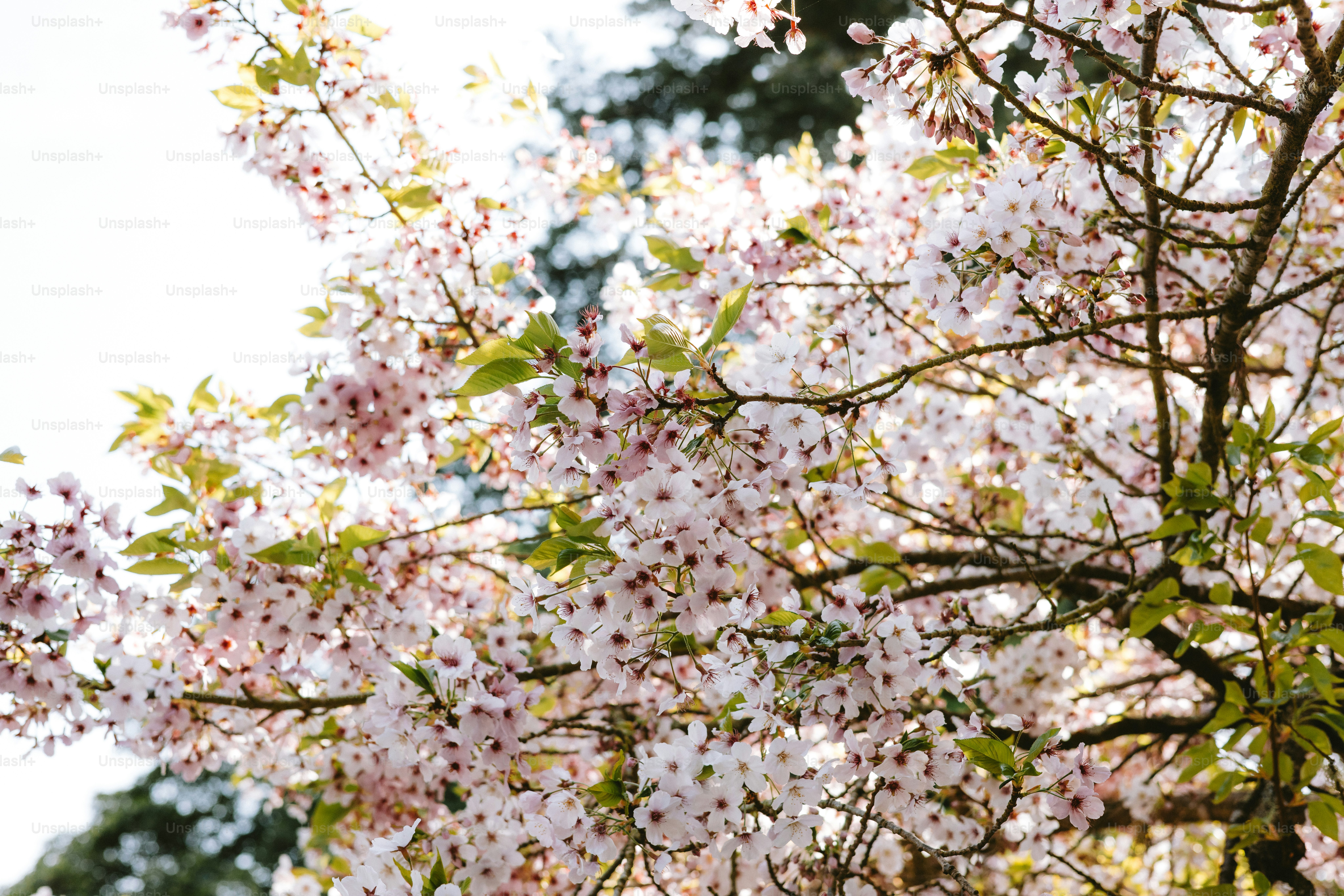 I fiori di ciliegio sbocciano luminosi alla luce del sole.