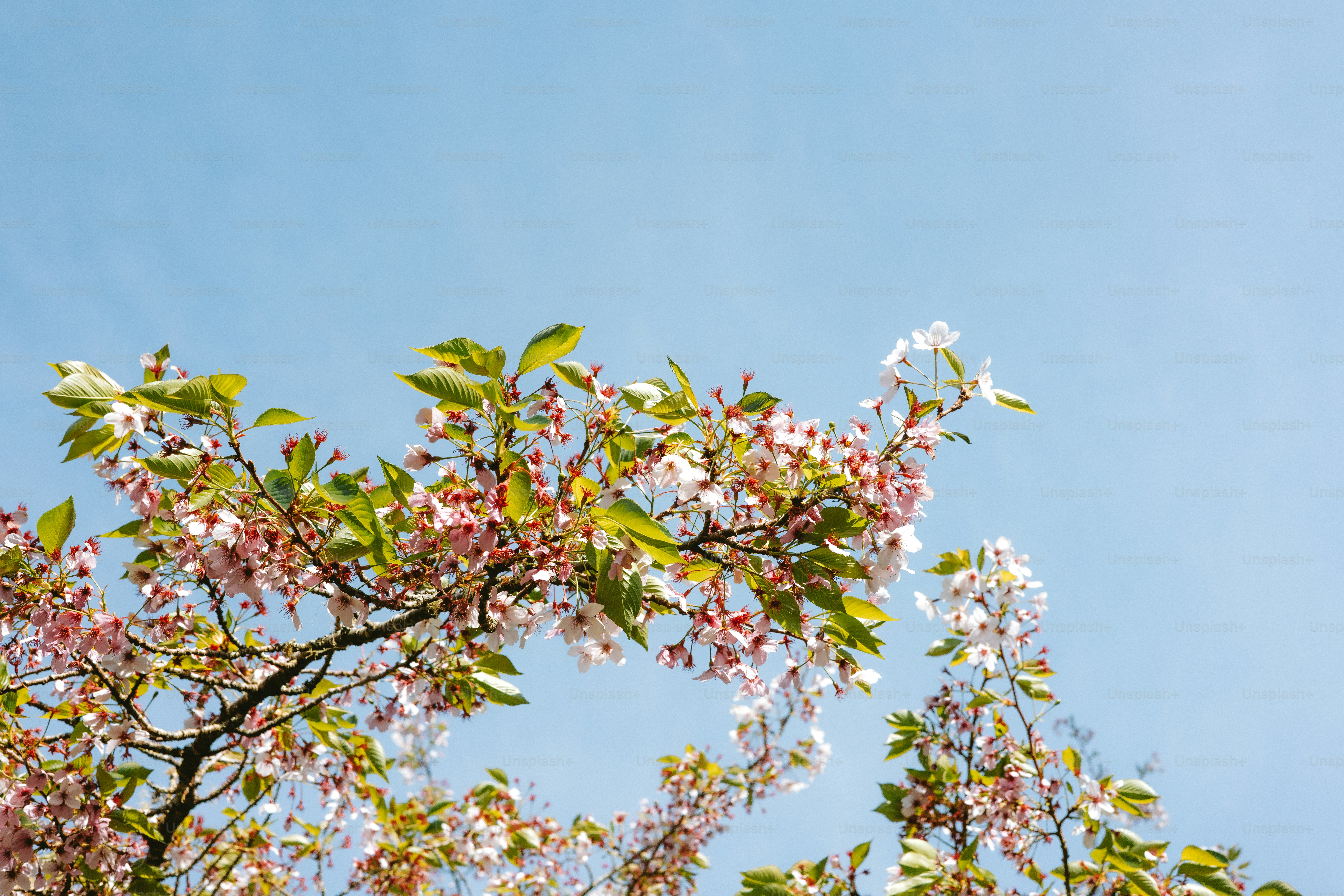 Rami di alberi in fiore contro un cielo blu brillante.