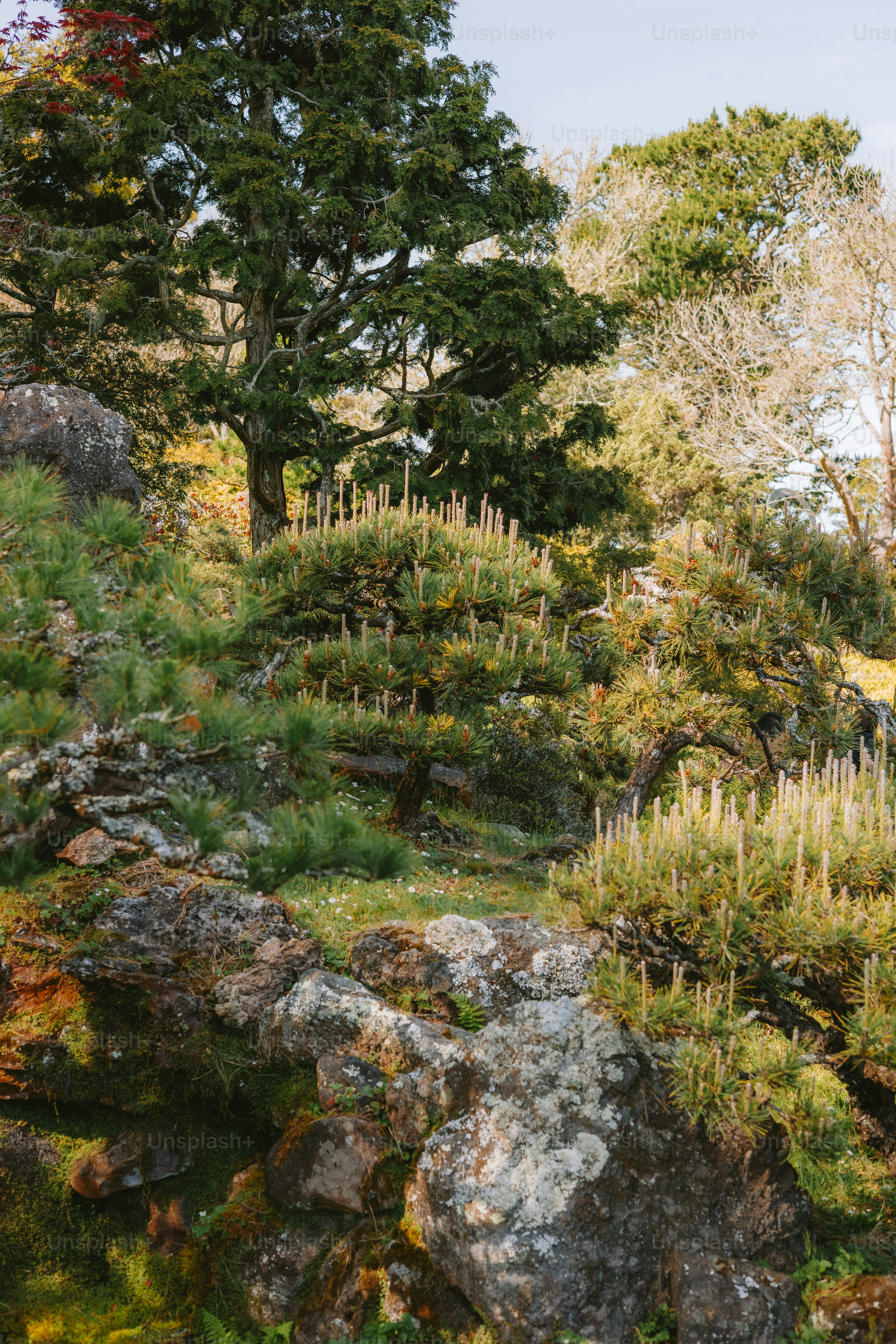 美しい森の中の風光明媚な岩と緑。