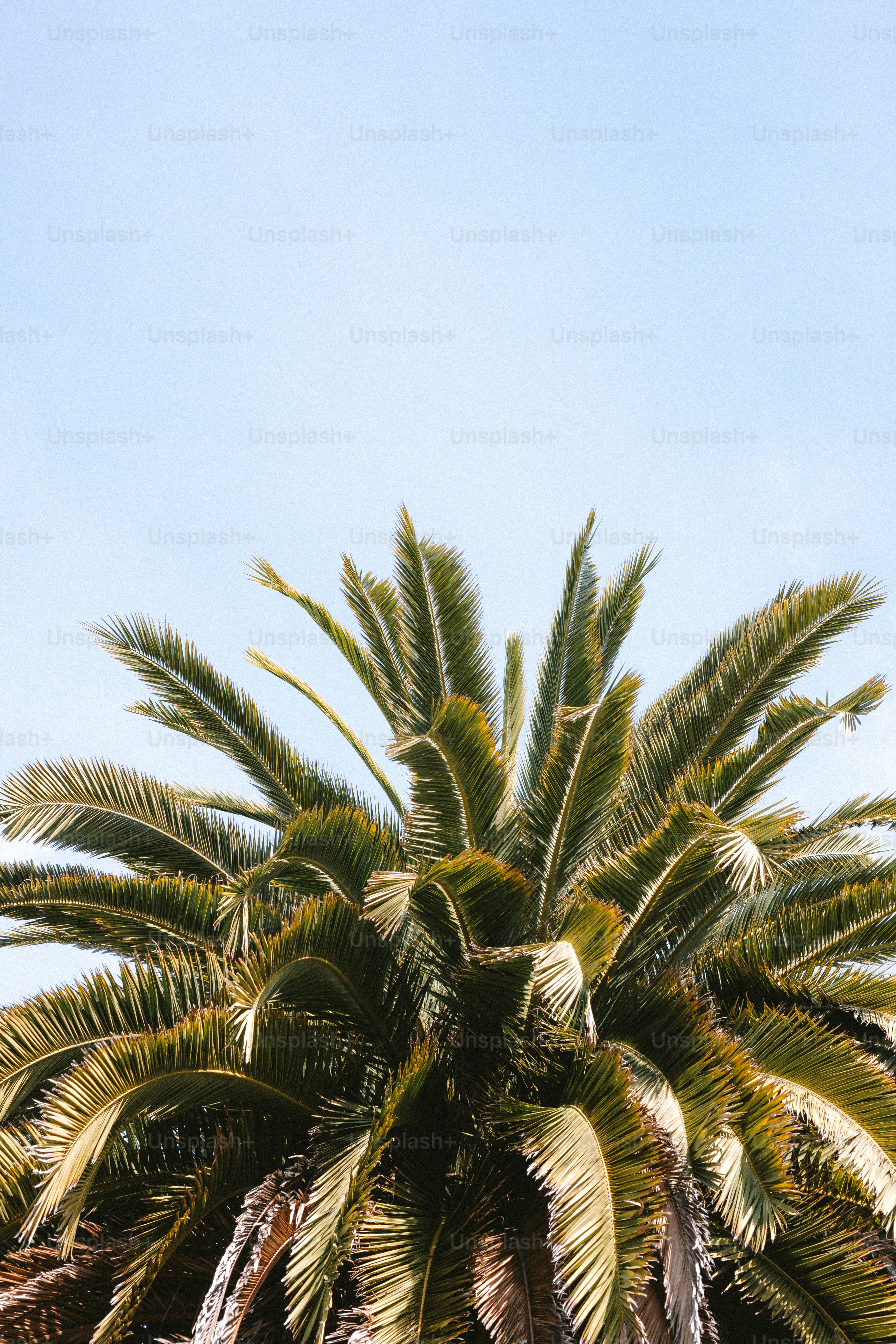 Fronde di palma contro un cielo azzurro.