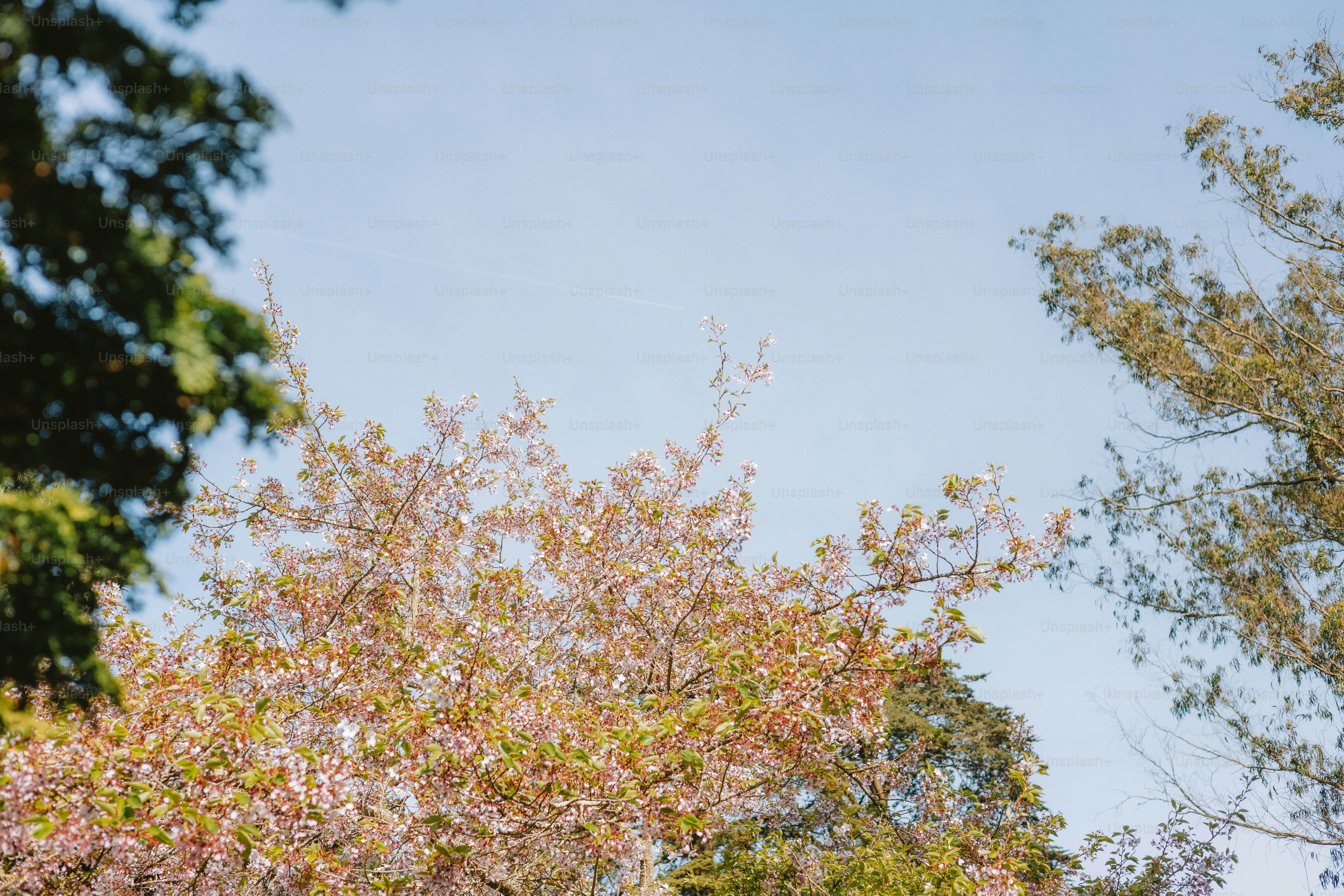 Cherry blossoms bloom under a clear blue sky.