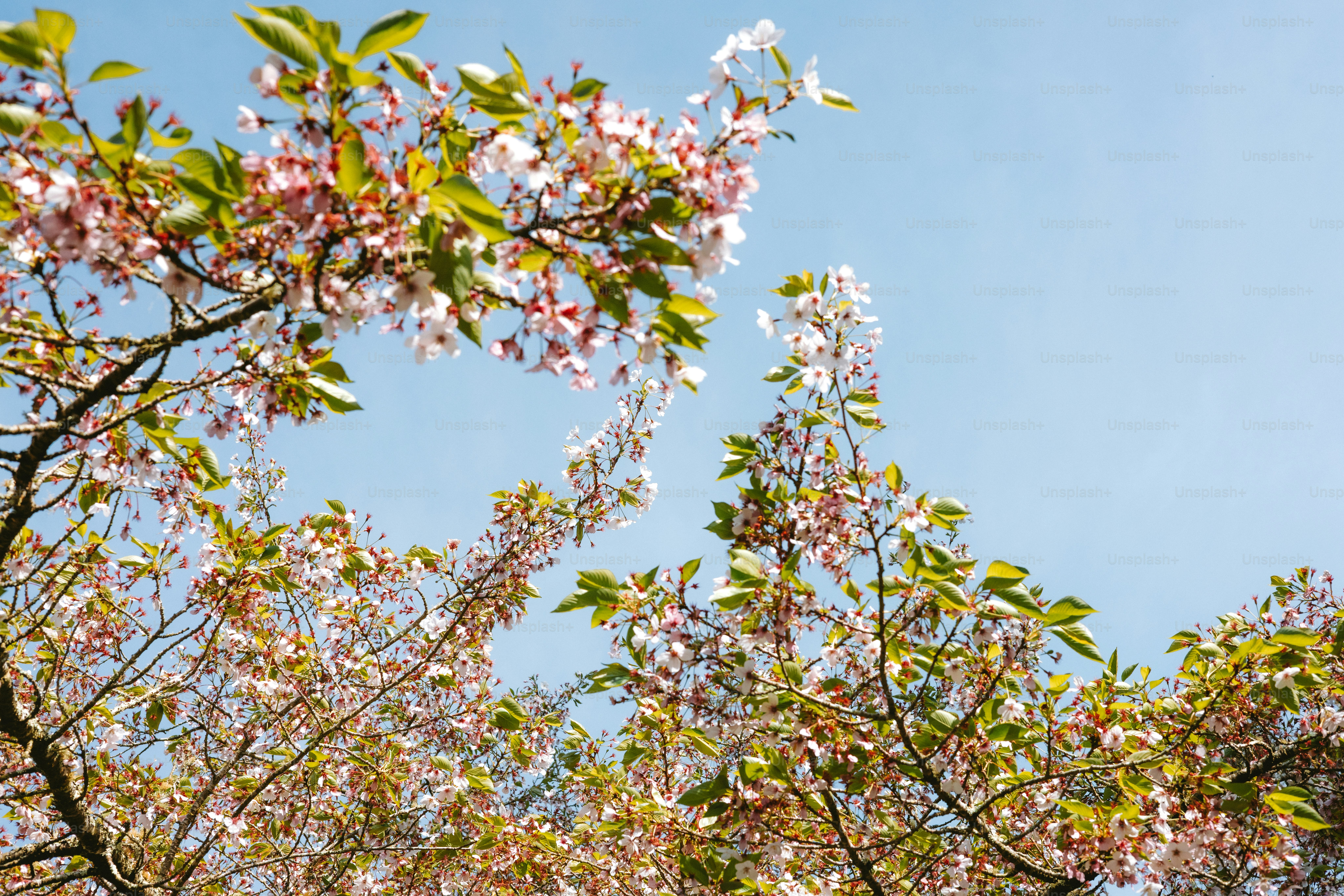 Fremont River trail through cottonwood trees in Capitol Reef's Fruita Historic District