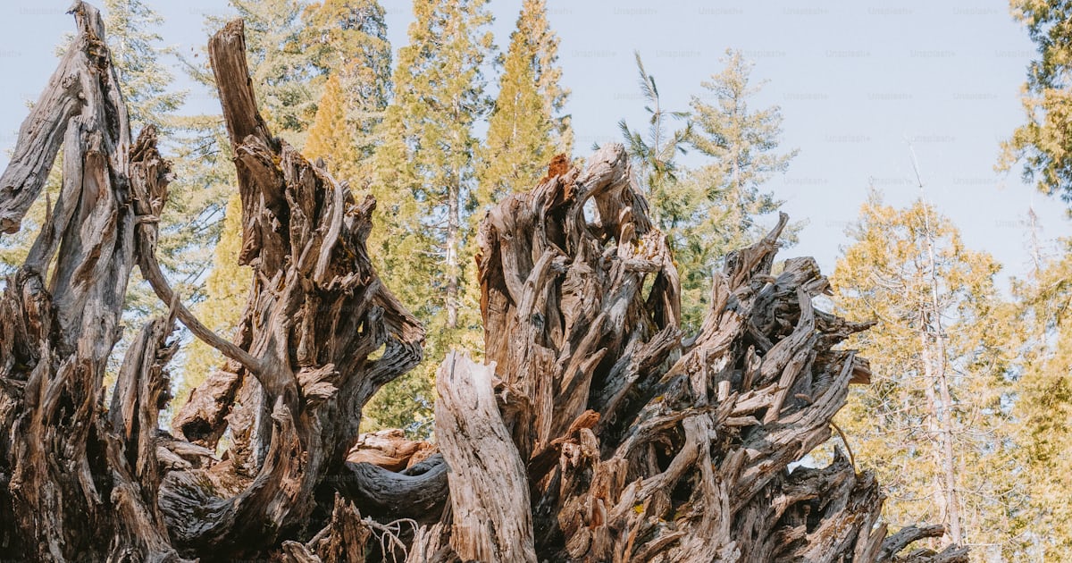 The image shows the roots of a fallen tree. photo – Forest Image on ...