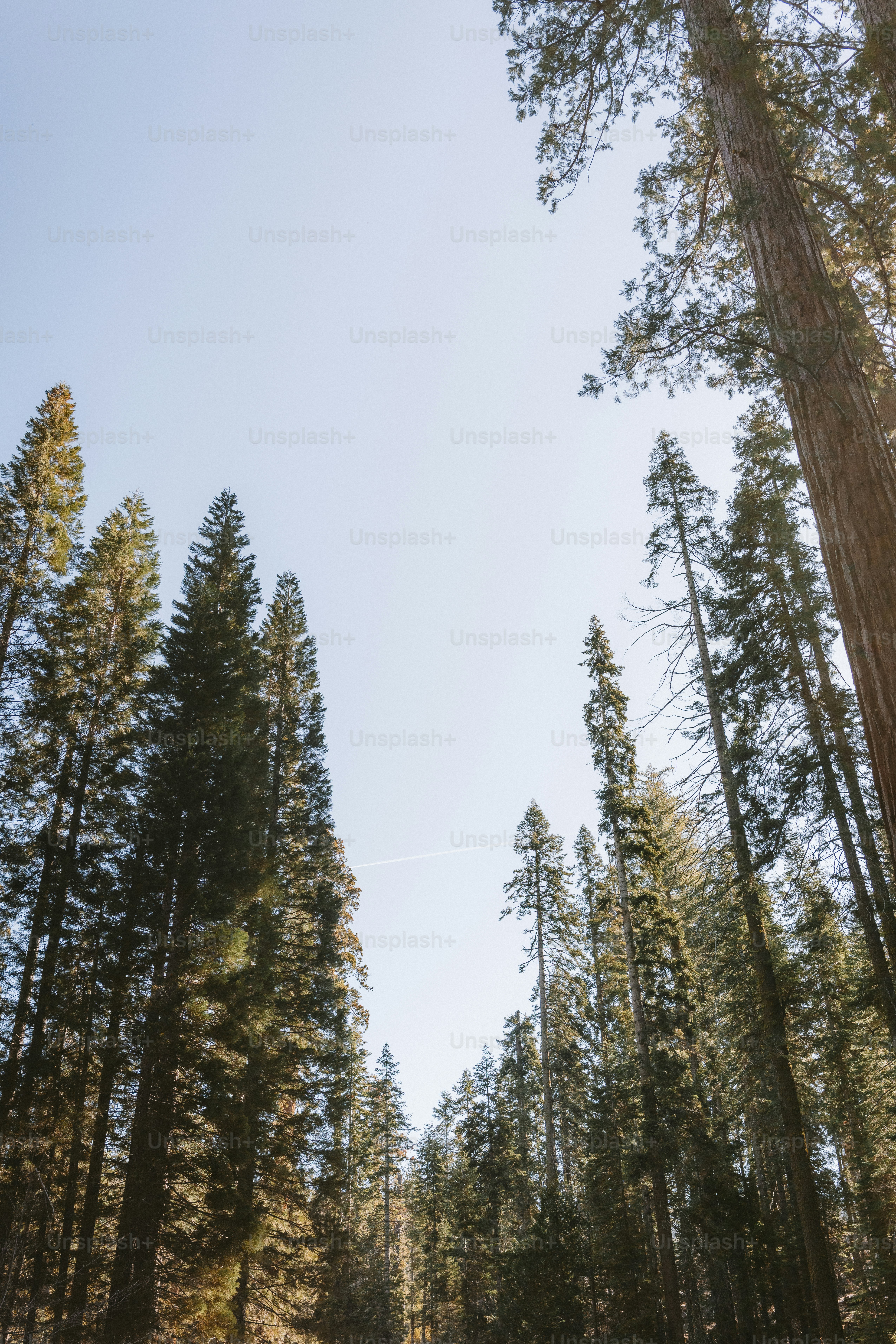 Tall trees reach towards a clear blue sky. photo – Forest Image on Unsplash