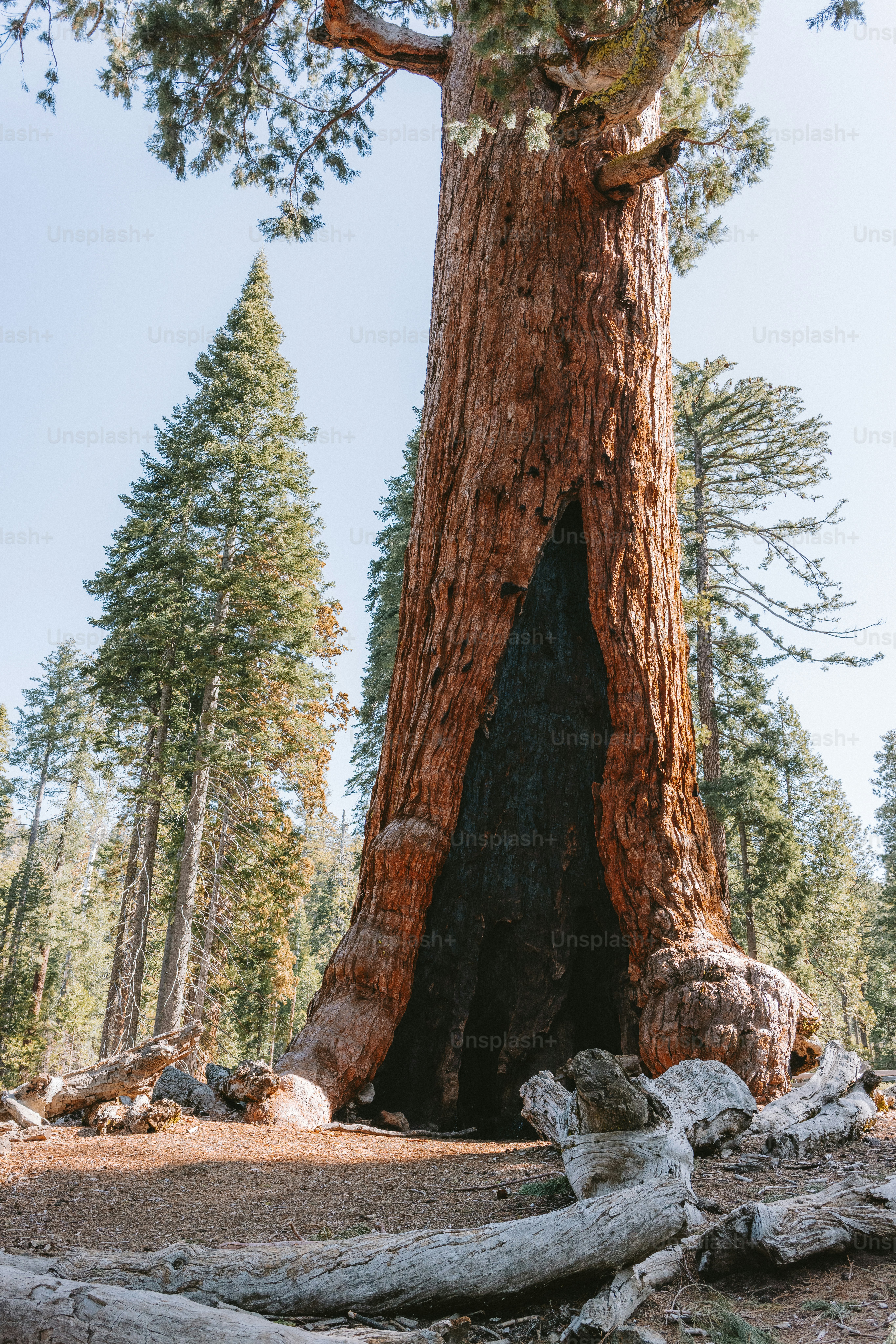 A towering giant sequoia tree stands tall.