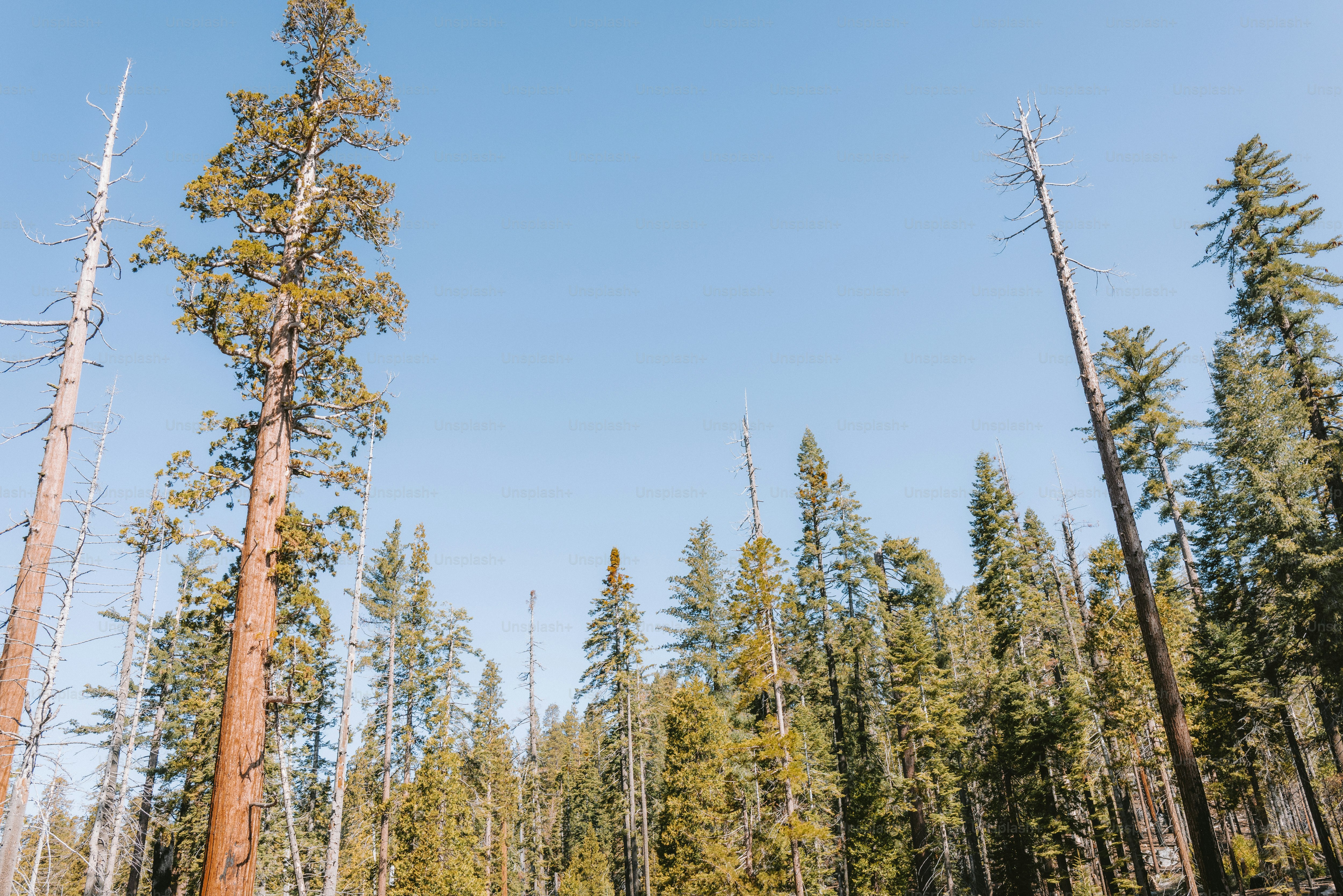 Tall trees reach towards a blue sky. photo – Forest Image on Unsplash
