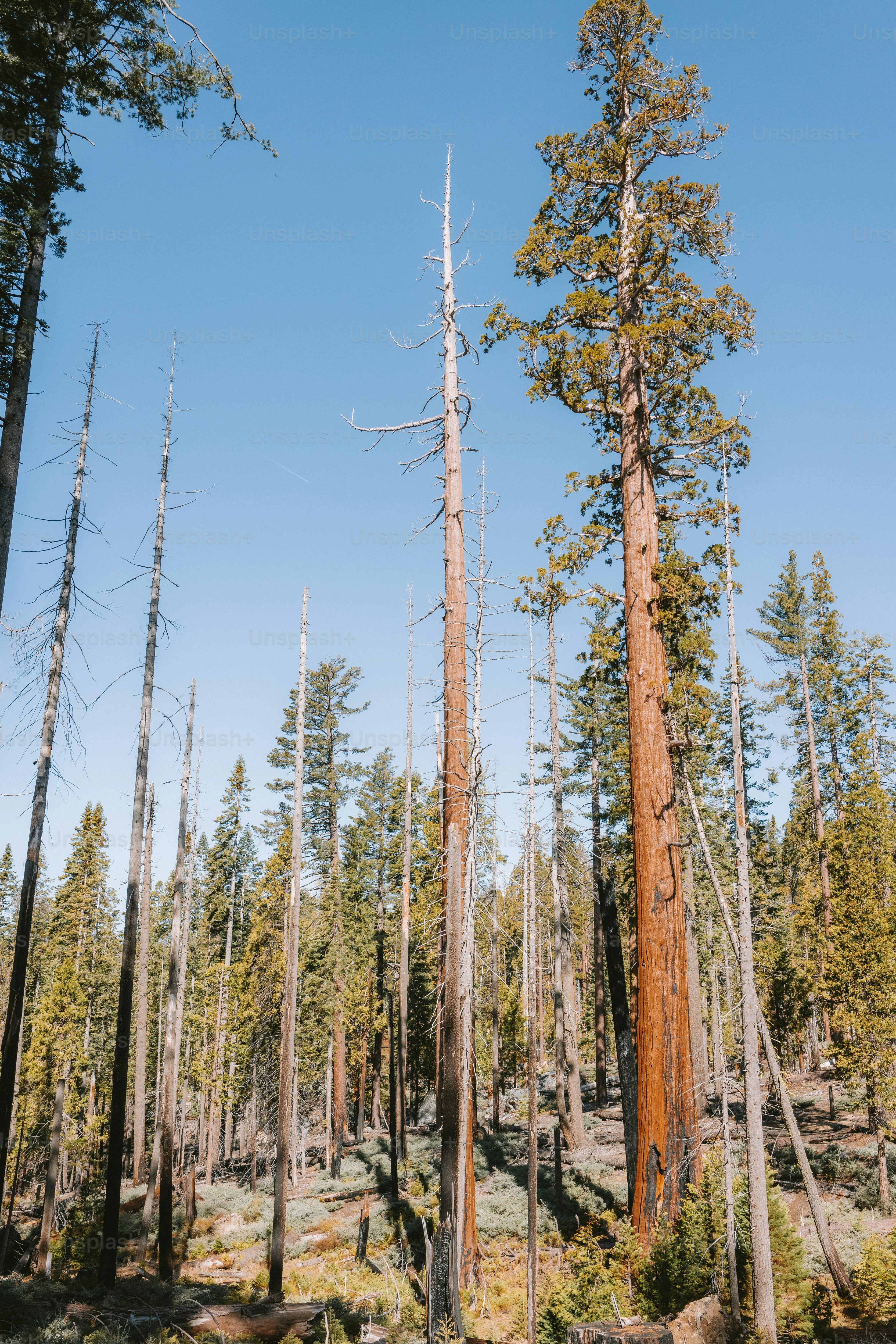 Tall trees reach toward a bright, blue sky. photo – Forest Image on ...