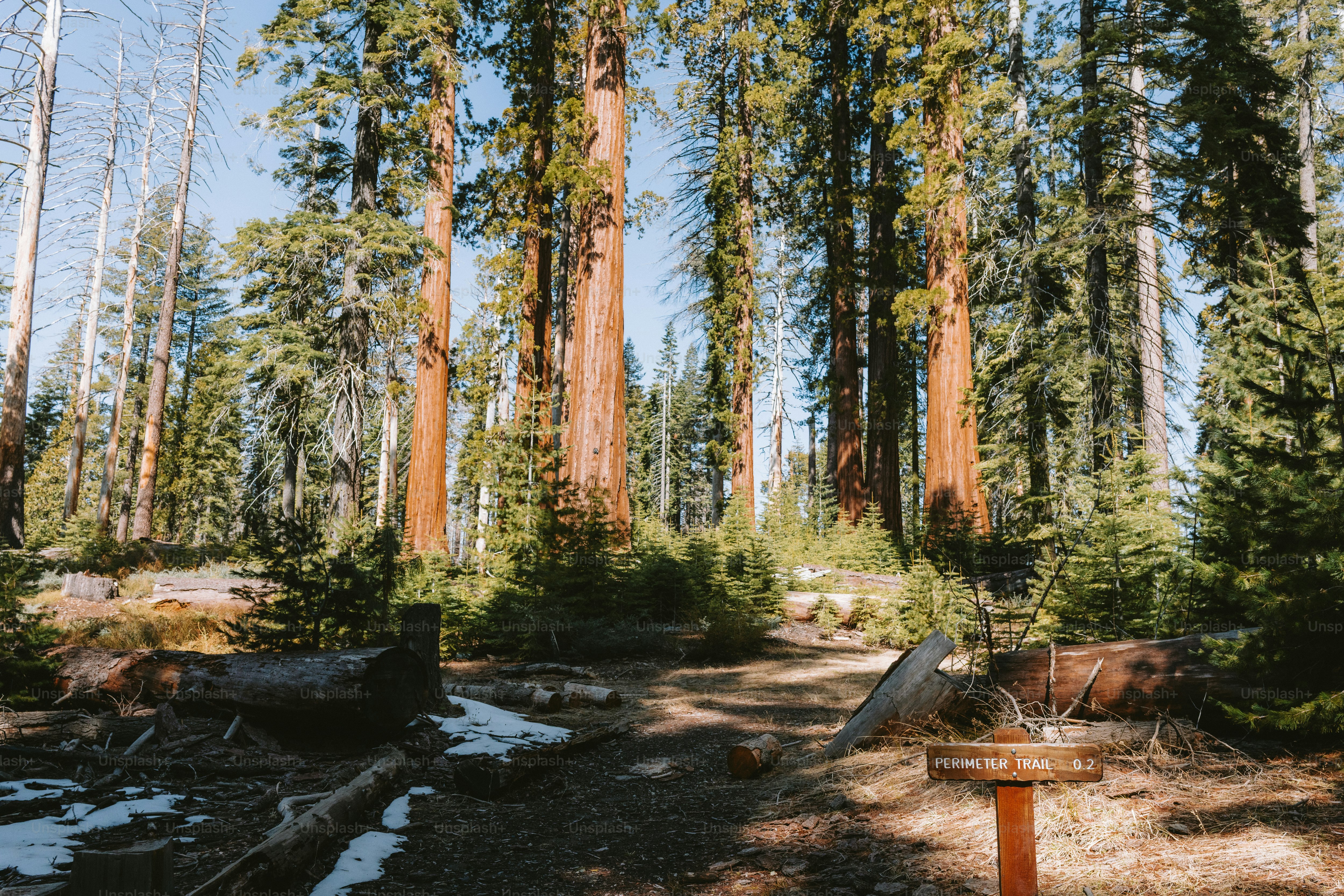 Giant redwoods tower over a forest path.